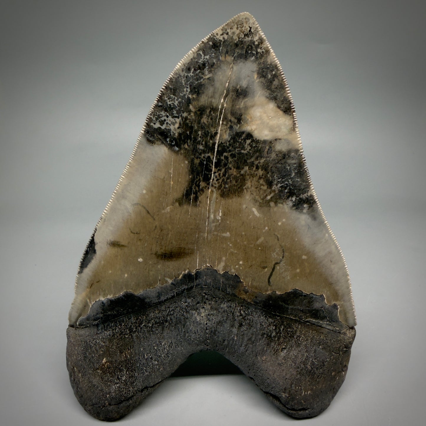 Back View Colorful, collector's quality 5.75" Fossil Monster Megalodon Tooth - South Carolina, USA megalodonteeth.com CM6607