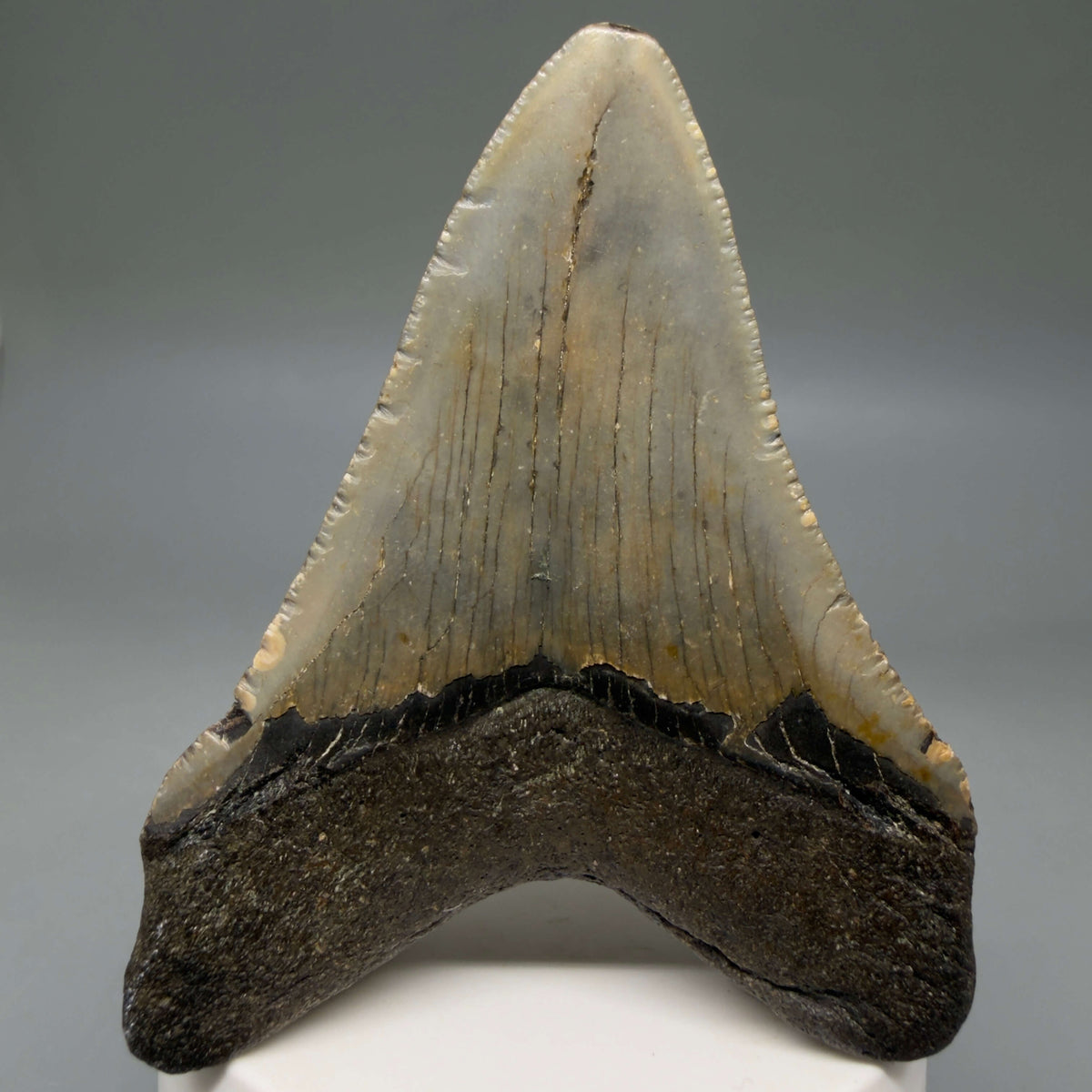 Back View Colorful, heart-shaped 3.35" Fossil Megalodon Tooth from North Carolina - megalodonteeth.com CM6806