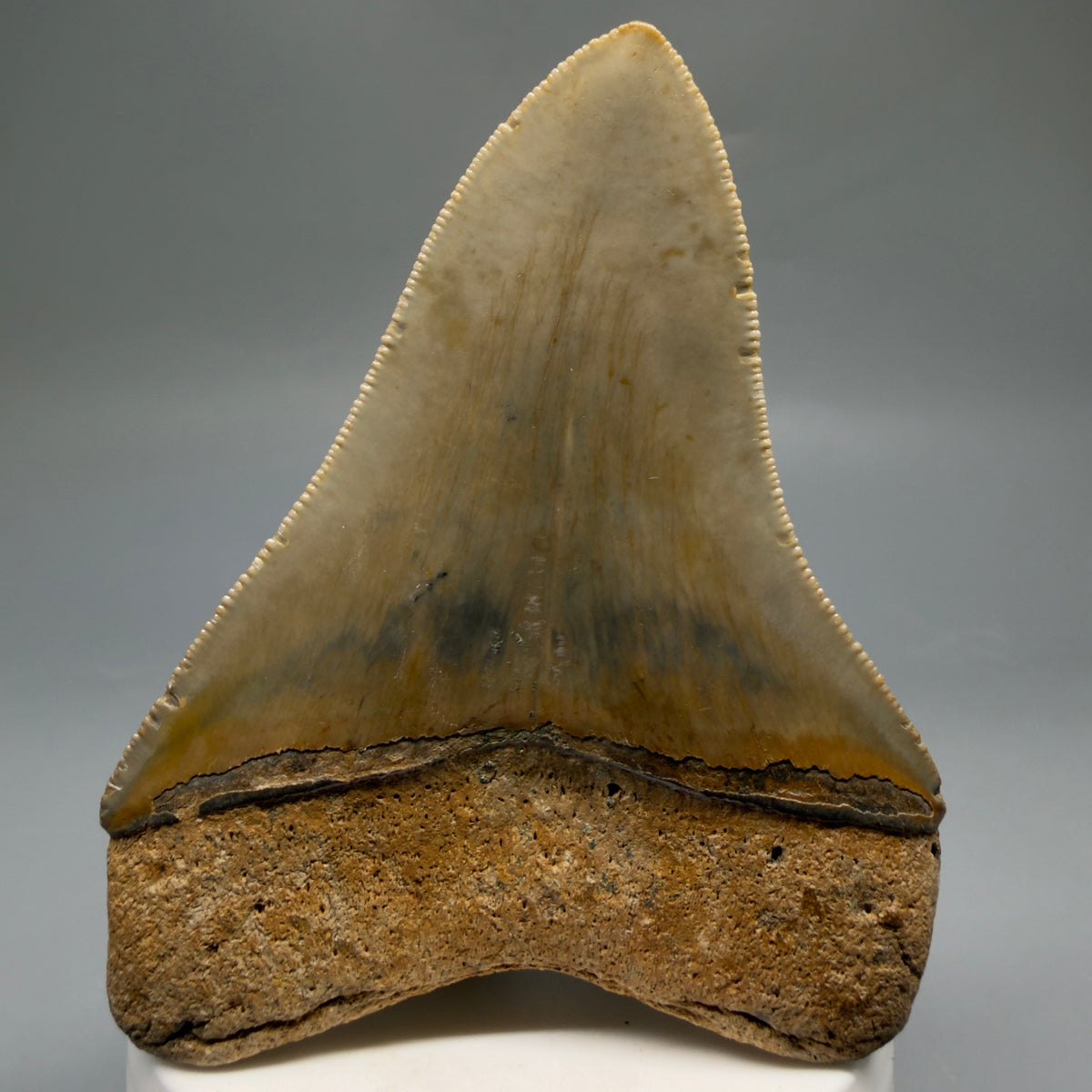 Back View Colorful, heart-shaped 3.47" Fossil Megalodon Tooth from North Carolina - megalodonteeth.com CM6767