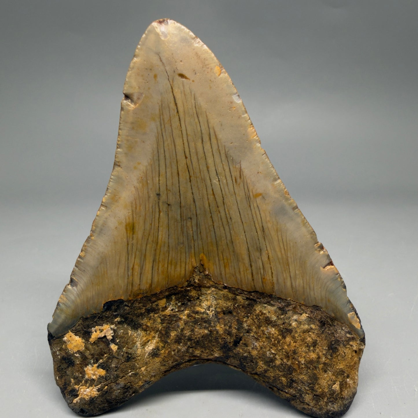 Back View Colorful, heart-shaped 3.88" Fossil Megalodon Tooth from North Carolina - megalodonteeth.com CM6505