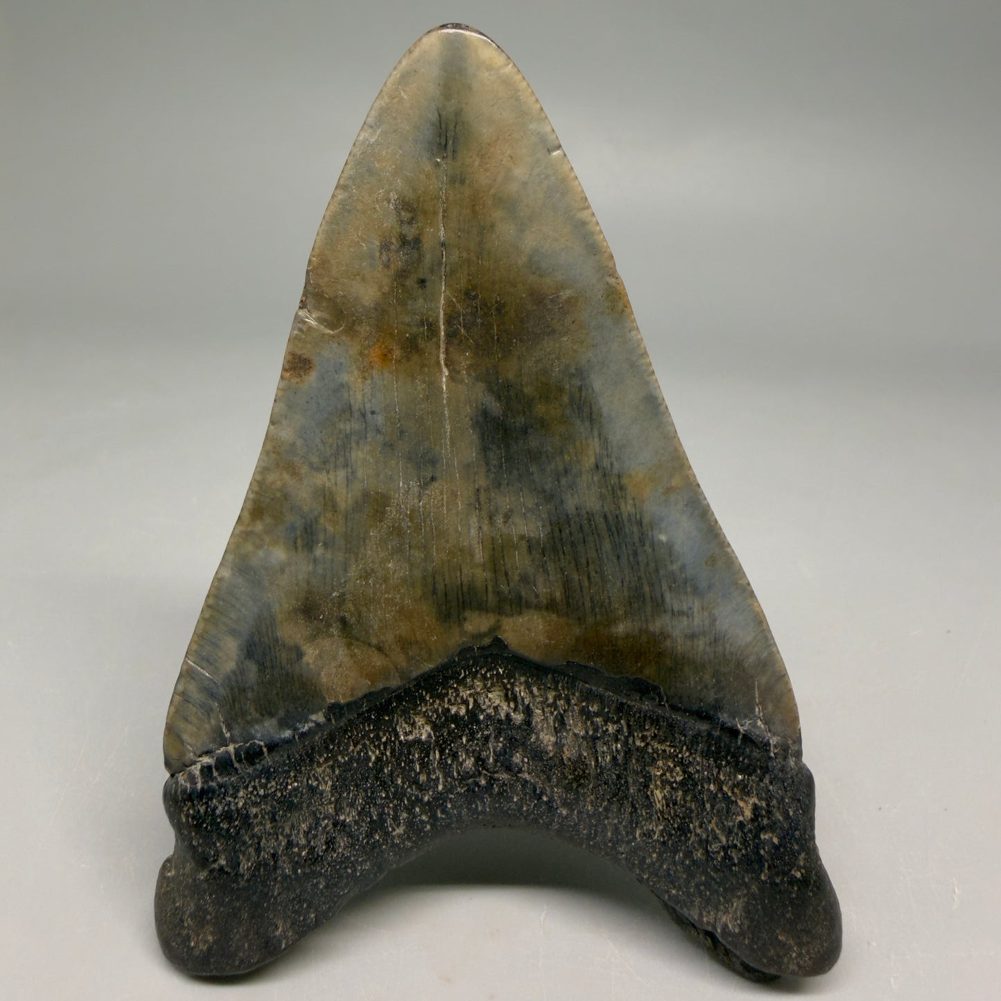 Back View Colorful prints 3.87" Megalodon Tooth – Fossil Megalodon Tooth from South Carolina megalodonteeth.com CM6571