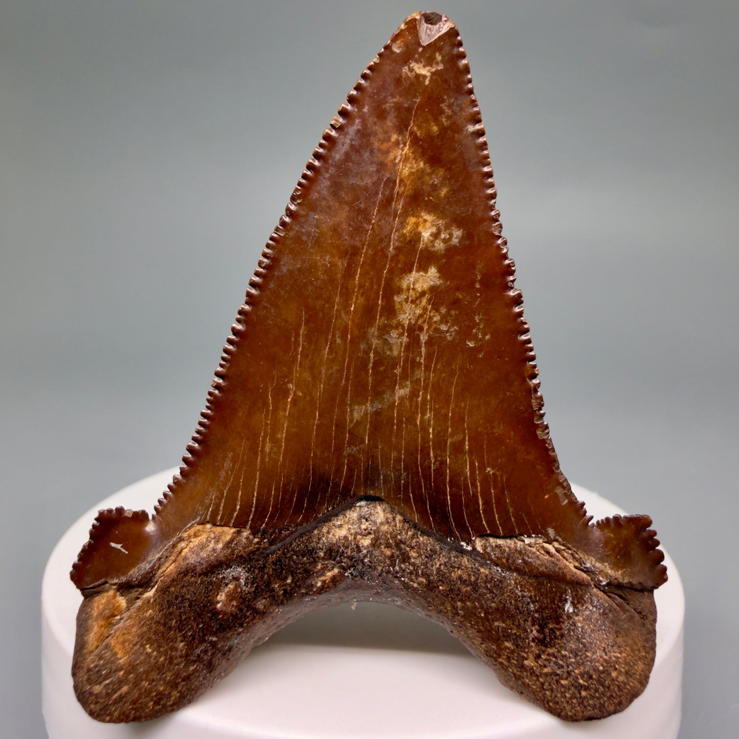 Back View Colorful, serrated 2.30" Fossil Carcharocles Sokolowi Shark Tooth - Suwannee River, Florida AU405