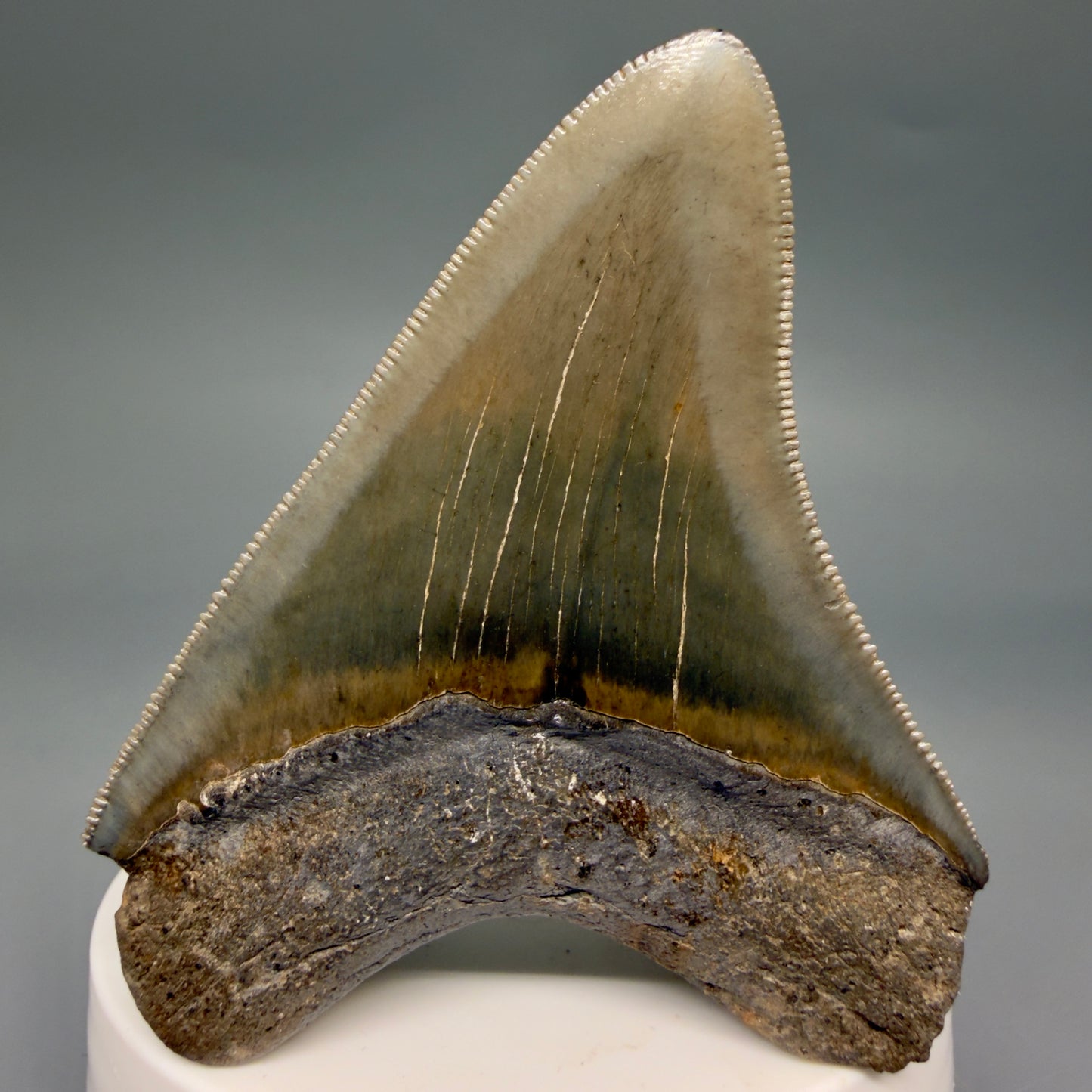 Back View Colorful, sharply serrated 2.82" Fossil Megalodon Tooth from Georgia, USA megalodonteeth.com CM6524