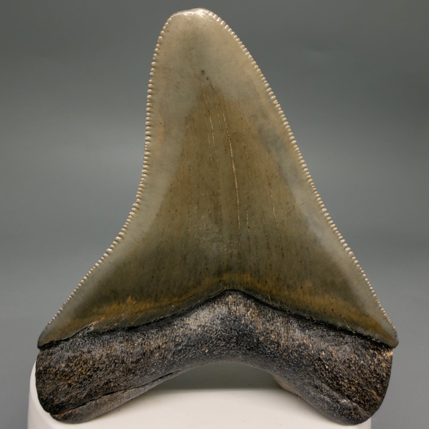 Back View Colorful, sharply serrated 2.95" Fossil Megalodon Tooth from Georgia, USA megalodonteeth.com CM6525