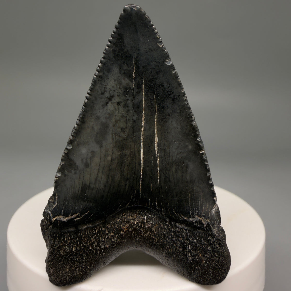 Back View Dark colors 2.09" Colorful Fossil Megalodon Tooth – South Carolina River Find | Authentic megalodonteeth.com CM6724