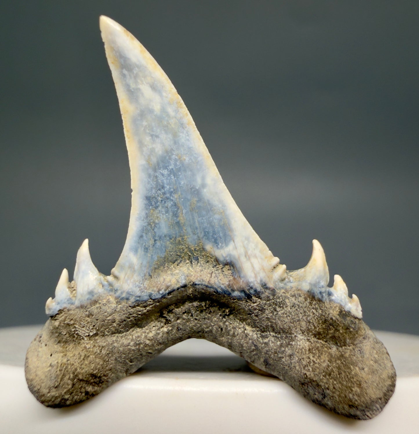 Back View Exquisite blue, triple cusped 1.30" Fossil Extinct Sand Tiger Shark tooth from Russia megalodonteeth.com R655