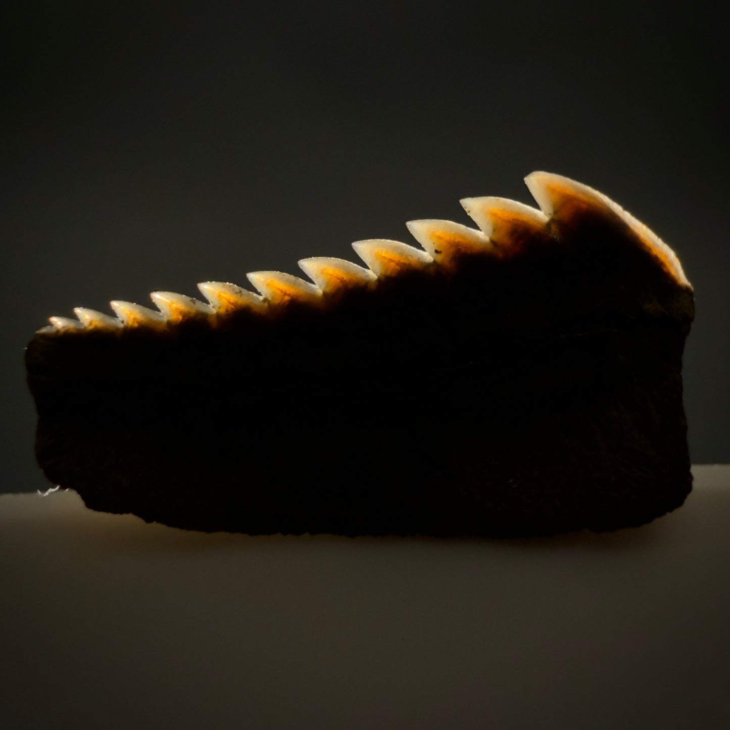 Back View Gorgeous 0.56" wide Fossil Hexanchus agassizi - Sixgill Cow Shark tooth from Harleyville, SC megalodonteeth.com R650 - 1
