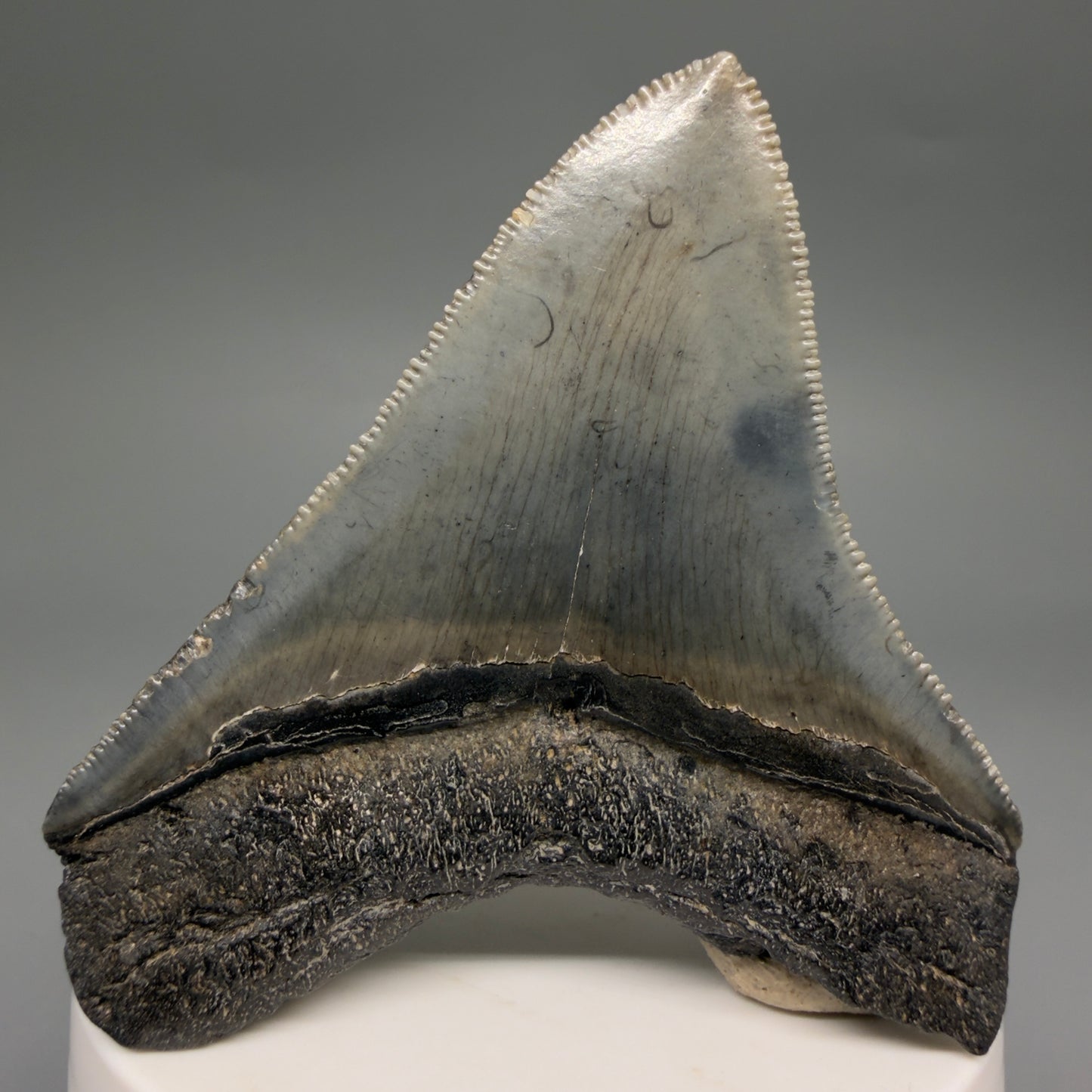 Back View Gorgeous 2.82" Colorful Fossil Megalodon Tooth – South Carolina River Find | Authentic megalodonteeth.com CM6554