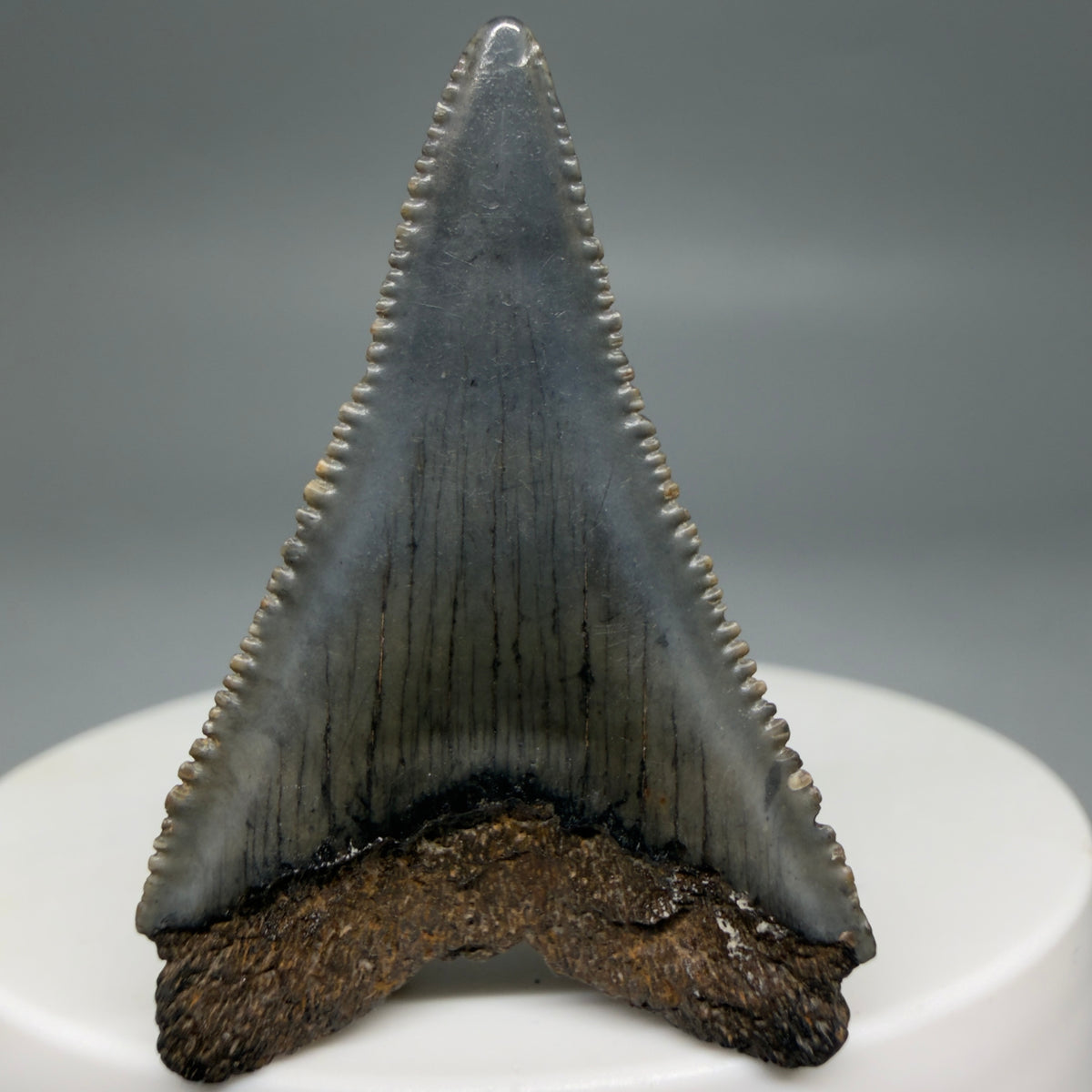 Back View Gorgeous colors and prints 1.60" Fossil Great White Shark Tooth - South Carolina megalodonteeth.com GW1386