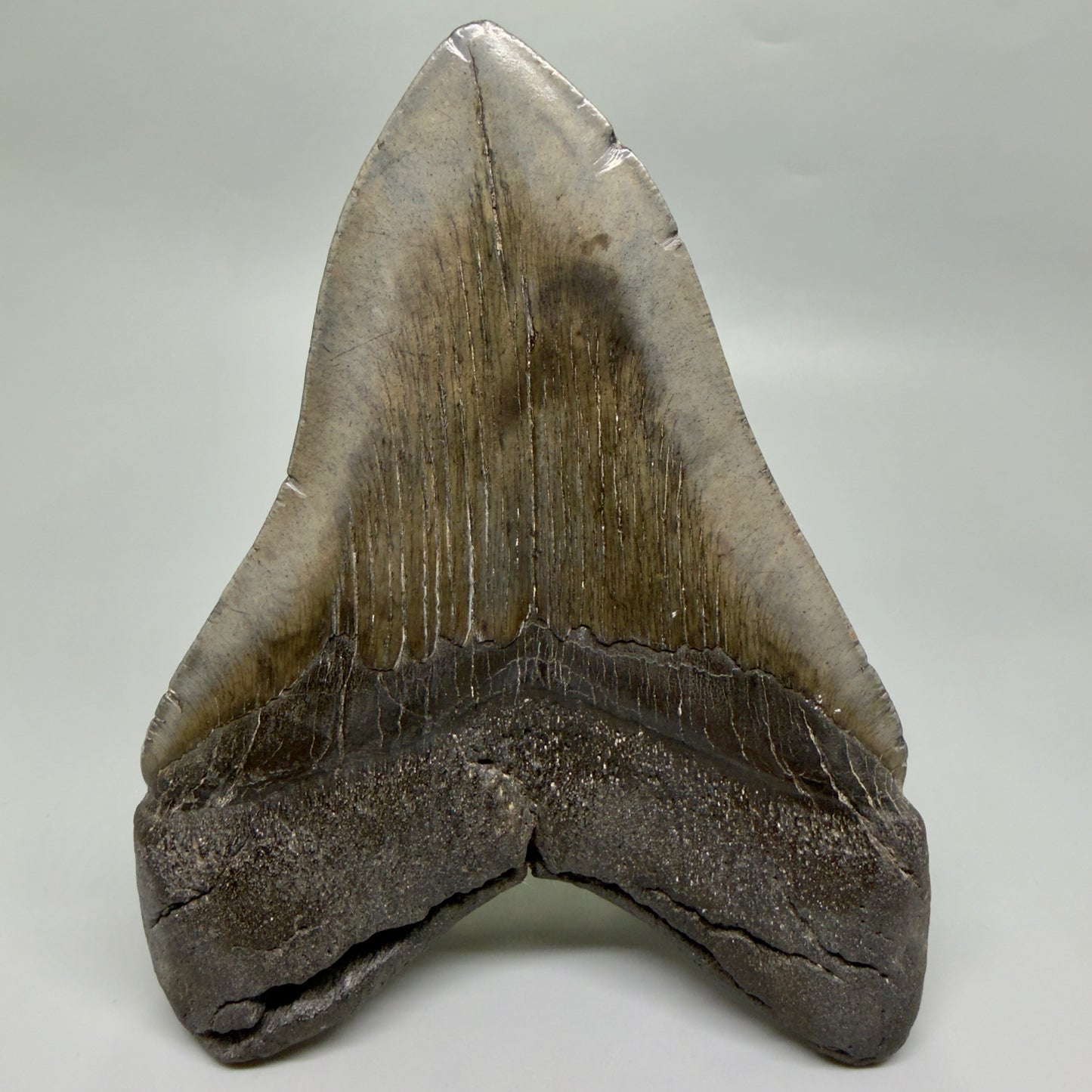 Back View HUGE, dark colored 6.26" Fossil Monster Megalodon Tooth - South Carolina, USA CM6445