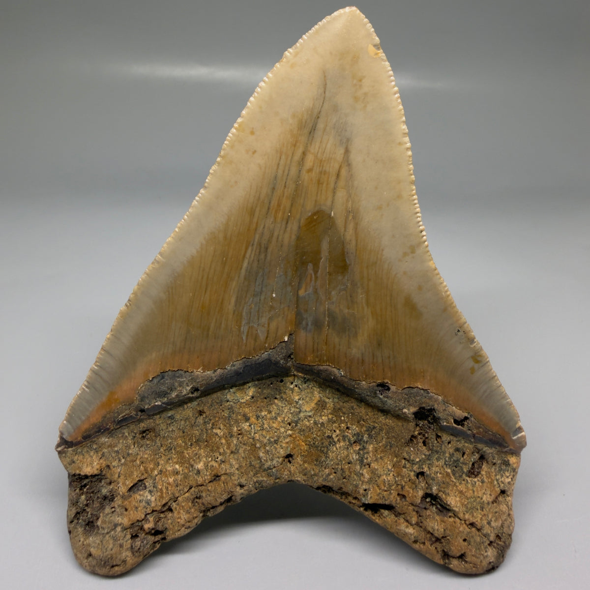 Back View Heart-shaped 4.44" Authentic Megalodon Tooth – North Carolina megalodonteeth.com CM6754