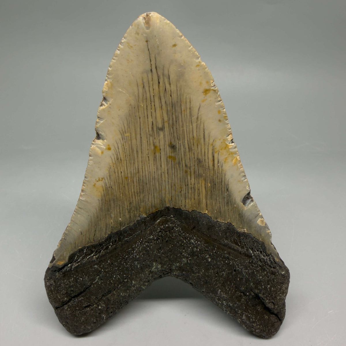 Back View Heart-shaped 4.68" Authentic Megalodon Tooth – North Carolina Fossil | Carcharocles megalodon megalodonteeth.com CM6657
