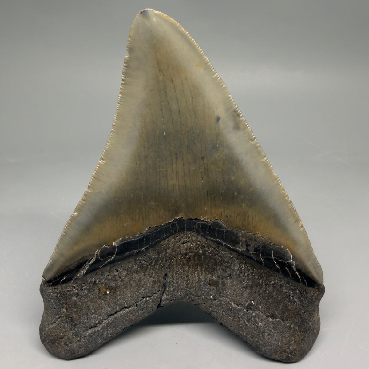 Back View Heart-shaped 4.91" Authentic Megalodon Tooth – North Carolina Fossil | Carcharocles megalodon megalodonteeth.com CM6662