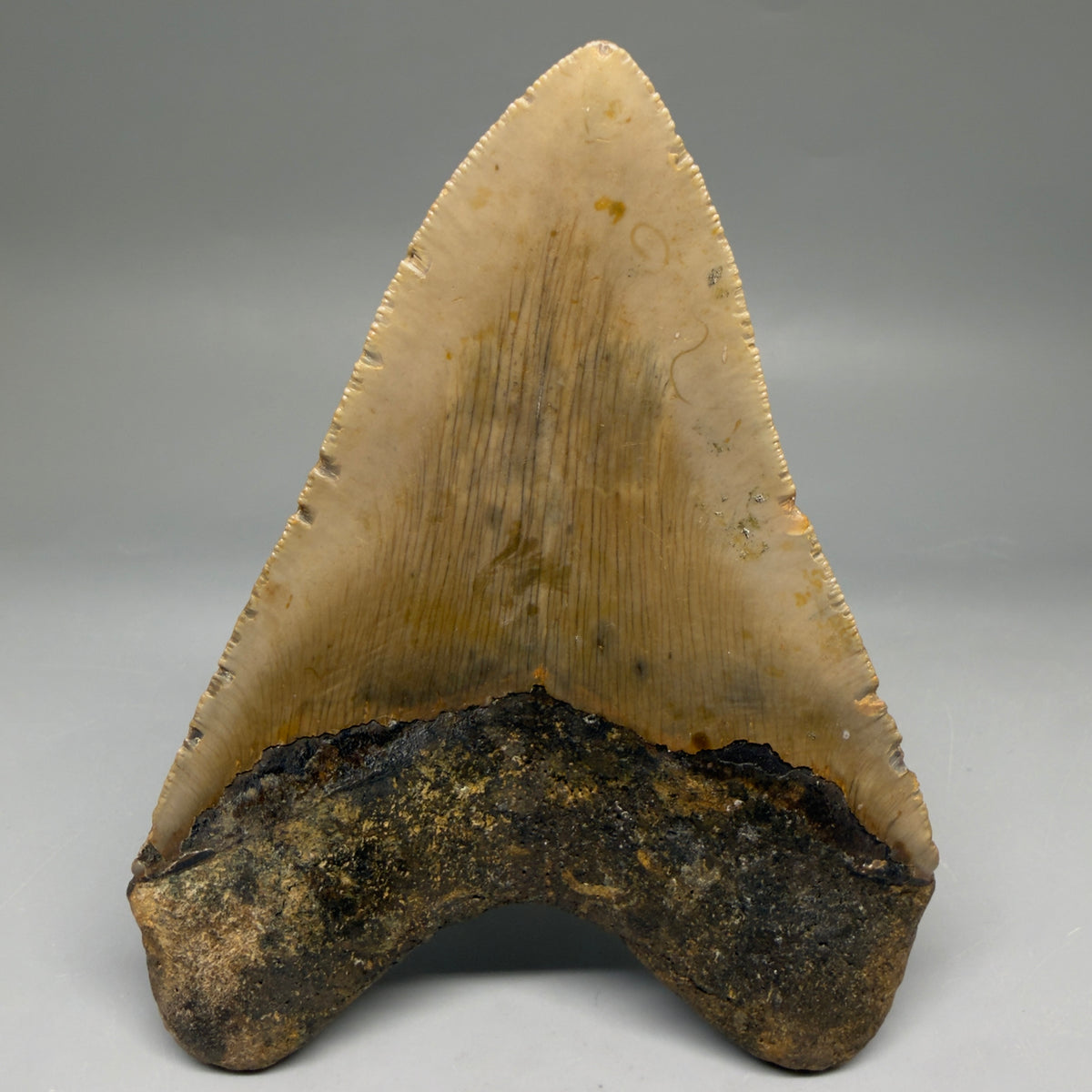 Back View Heart-shaped 4.96" Authentic Megalodon Tooth – North Carolina megalodonteeth.com CM6759