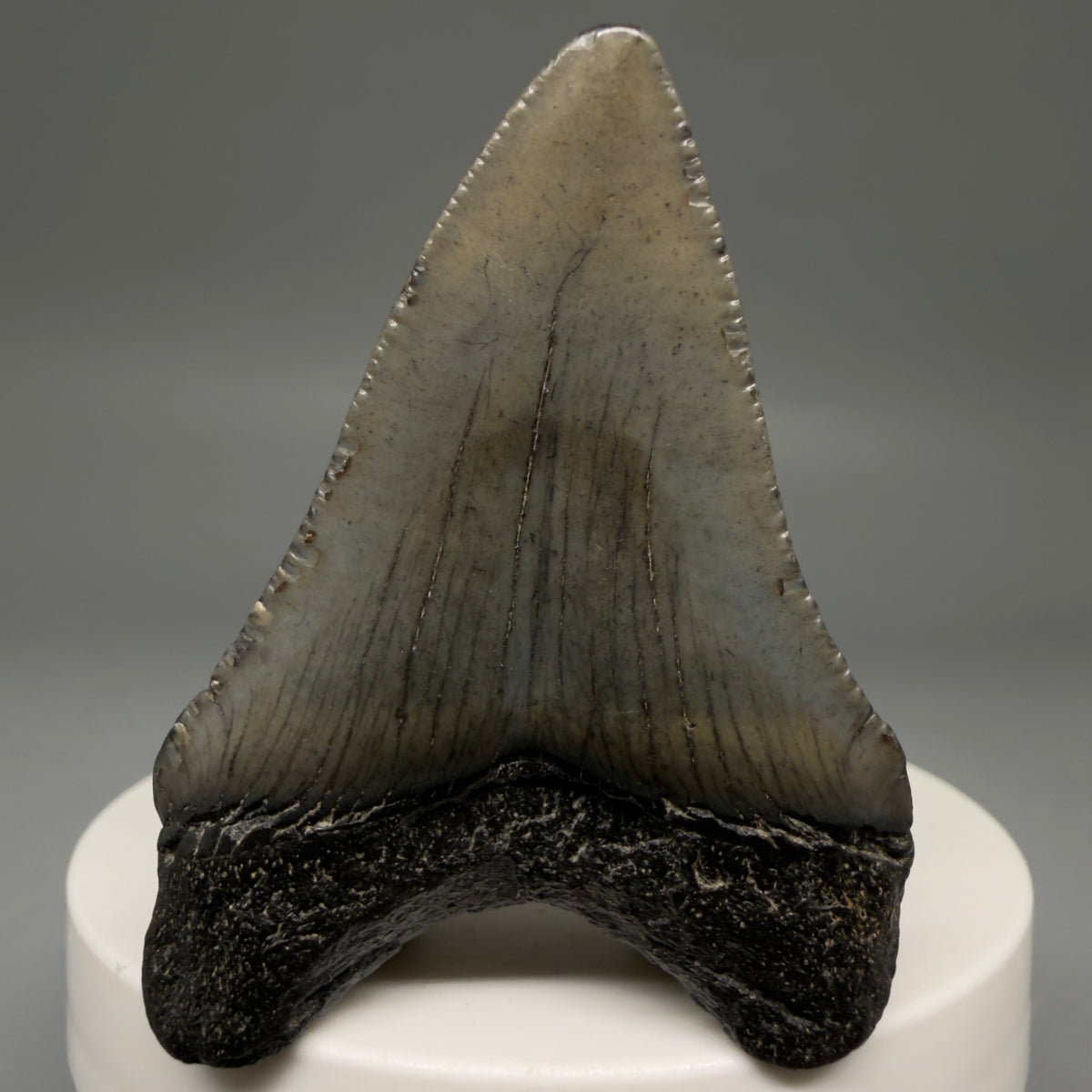 Back View Heart-shaped, dark colored 2.16" Fossil Megalodon Tooth – South Carolina River Find | Authentic megalodonteeth.com CM6732