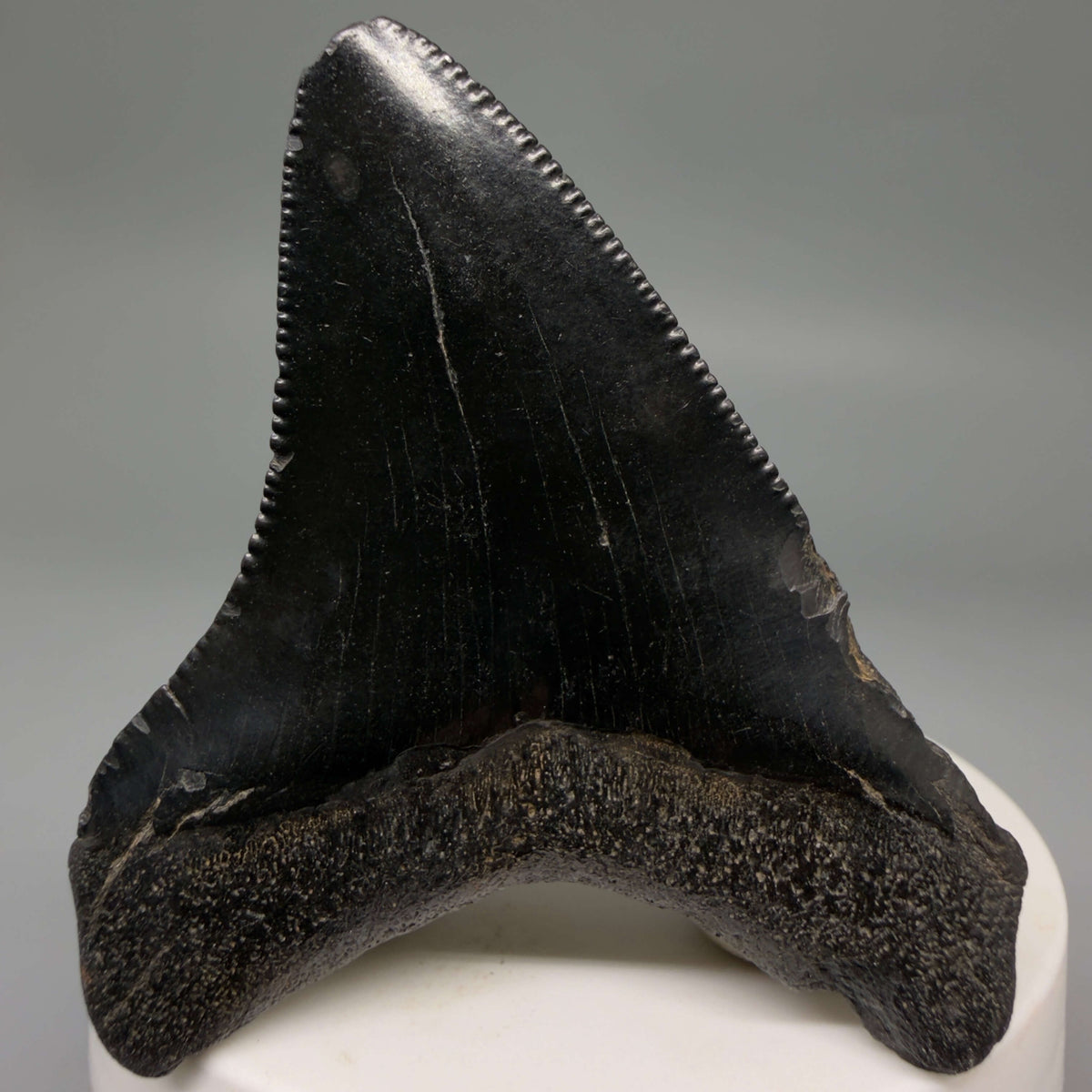 Back View Jet Black 2.40" Fossil Megalodon Tooth – South Carolina River Find | Authentic megalodonteeth.com CM6693