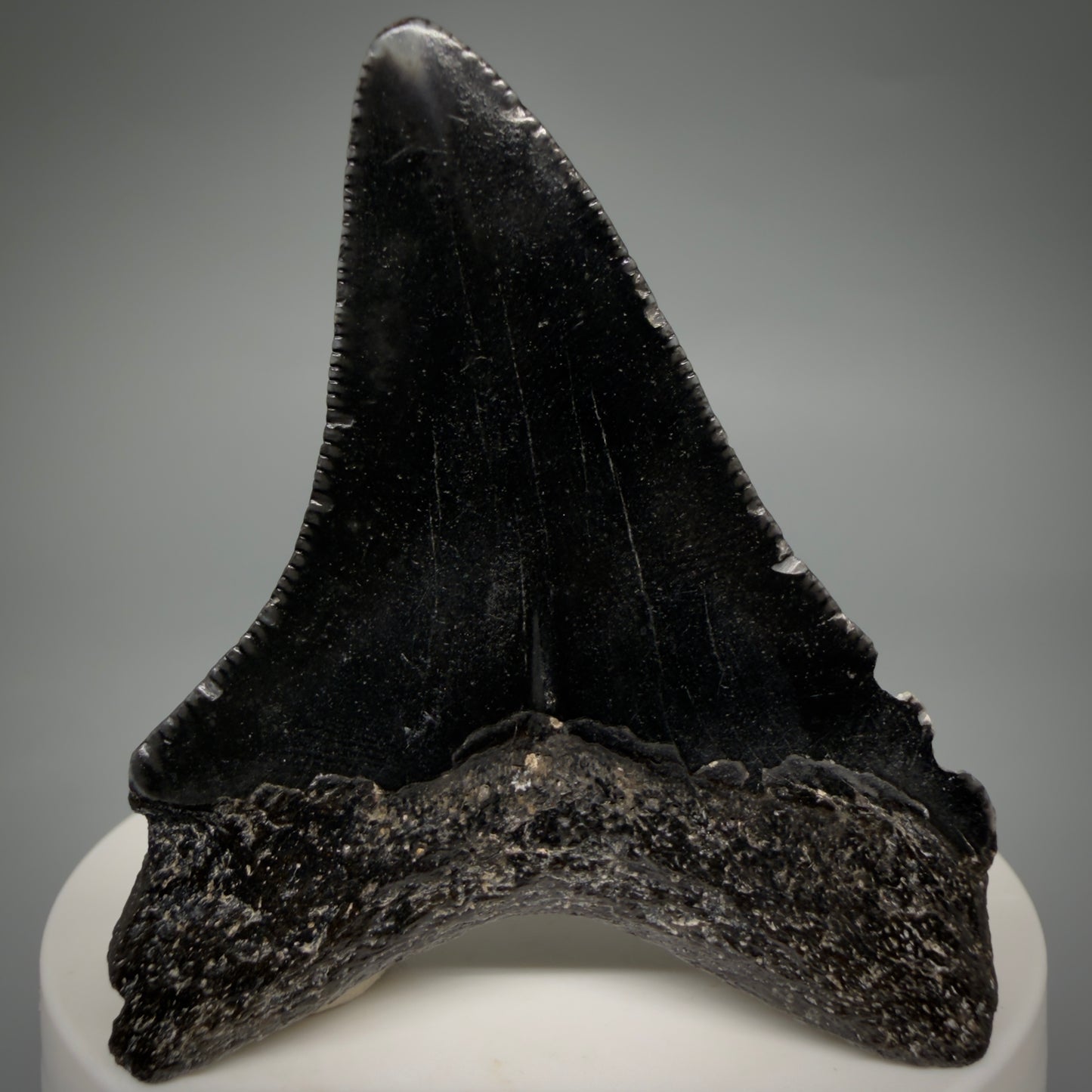 Back View Jet Black 2.45" Fossil Megalodon Tooth – South Carolina River Find | Authentic megalodonteeth.com CM6554