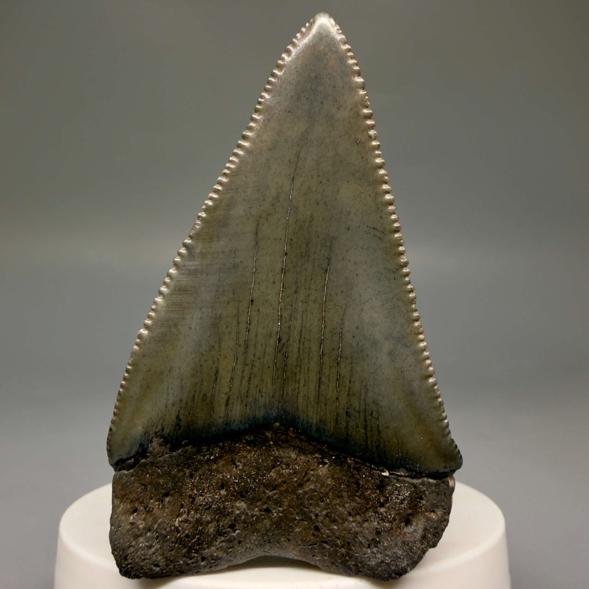 Back View Large, sharply serrated 2.68" Fossil Great White Shark Tooth - South Carolina megalodonteeth.com GW1404