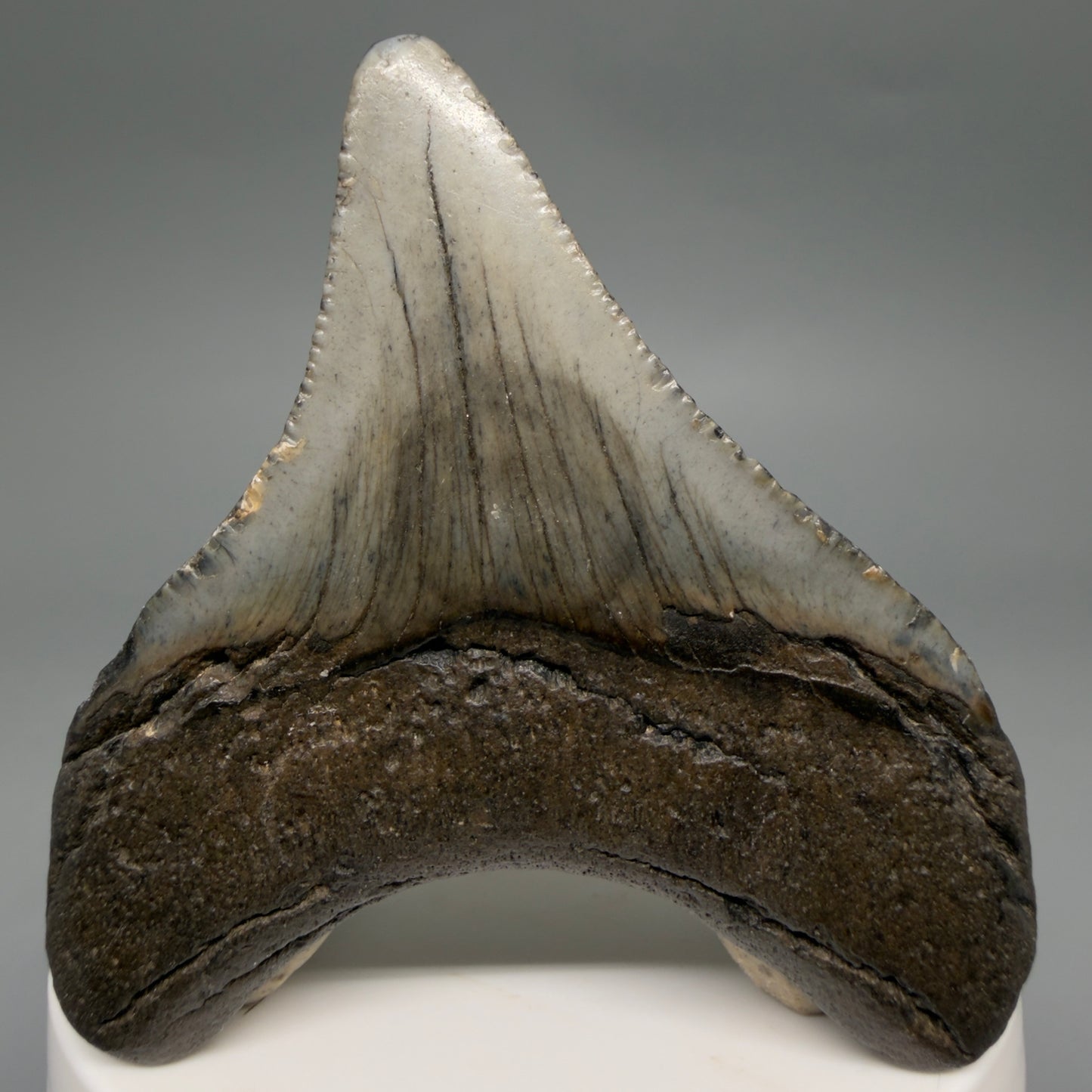Back View Lateral 2.65" Colorful Fossil Megalodon Tooth – South Carolina River Find | Authentic Megalodon Tooth megalodonteeth.com CM6553