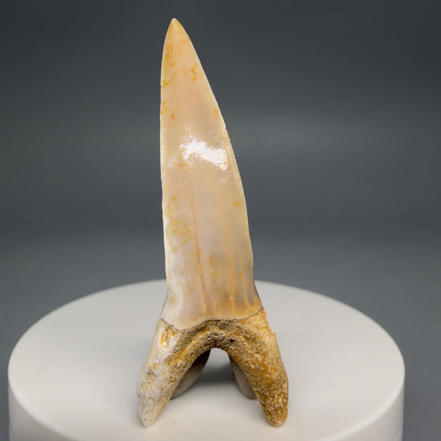 Back View Rare 2.15" Fossil Striatolamia macrota - Extinct Sand Tiger Shark Tooth from Harleyville, SC megalodonteeth.com R647 - 1