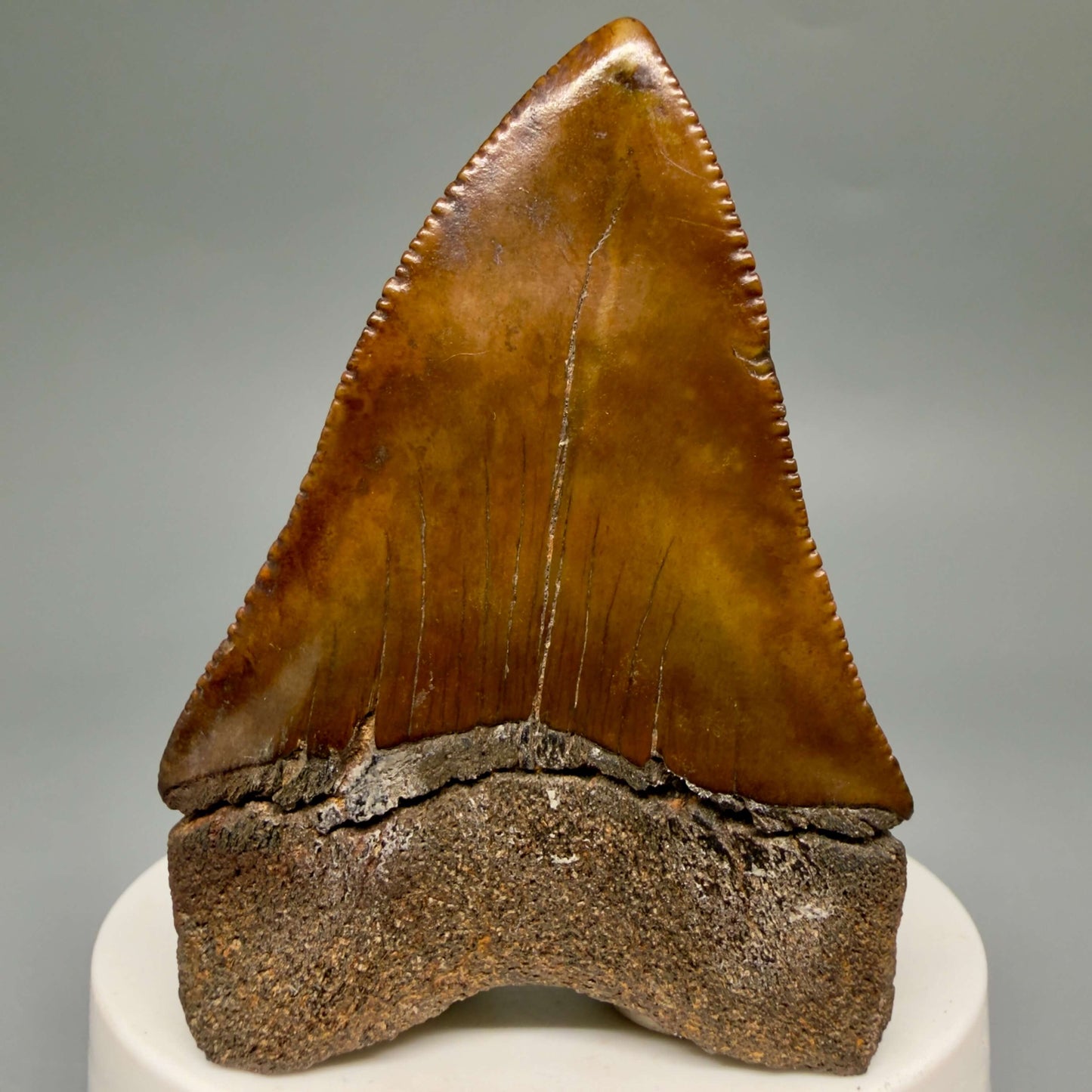 Back View Red, gorgeous, Large, serrated 2.68" Colorful Fossil Great White - Carcharodon carcharias Shark Tooth from Meherrin River, NC GW1350