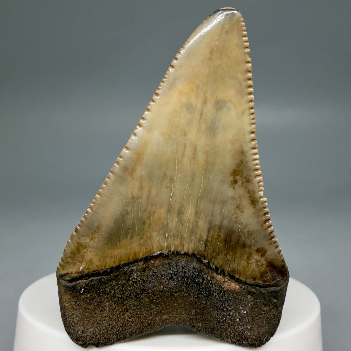 Back View Serrated 2.34" Fossil Great White Shark Tooth - Cooper River, SC - Colorful megalodonteeth.com GW1382