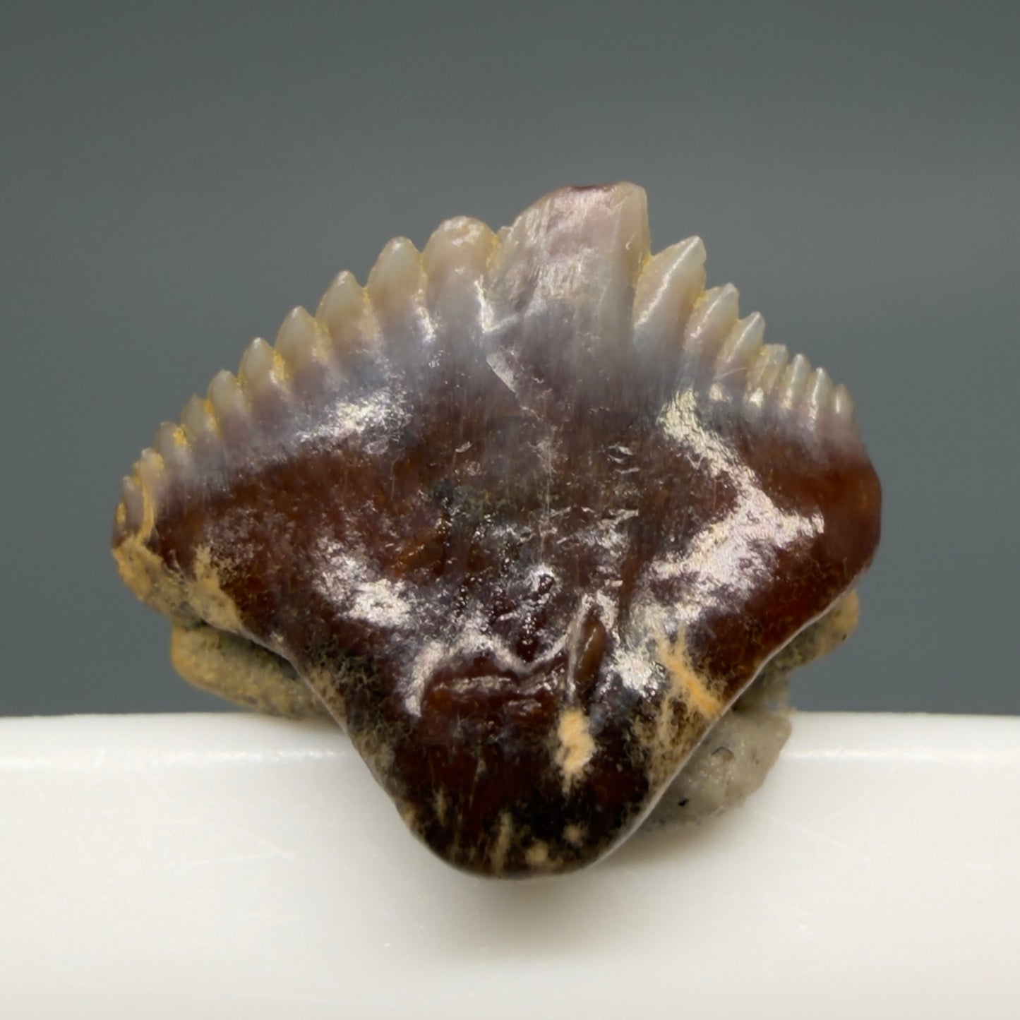 Back View Tiny 0.40" wide Fossil Nebrius obliquus - Nurse Shark tooth from Harleyville, SC megalodonteeth.com R649