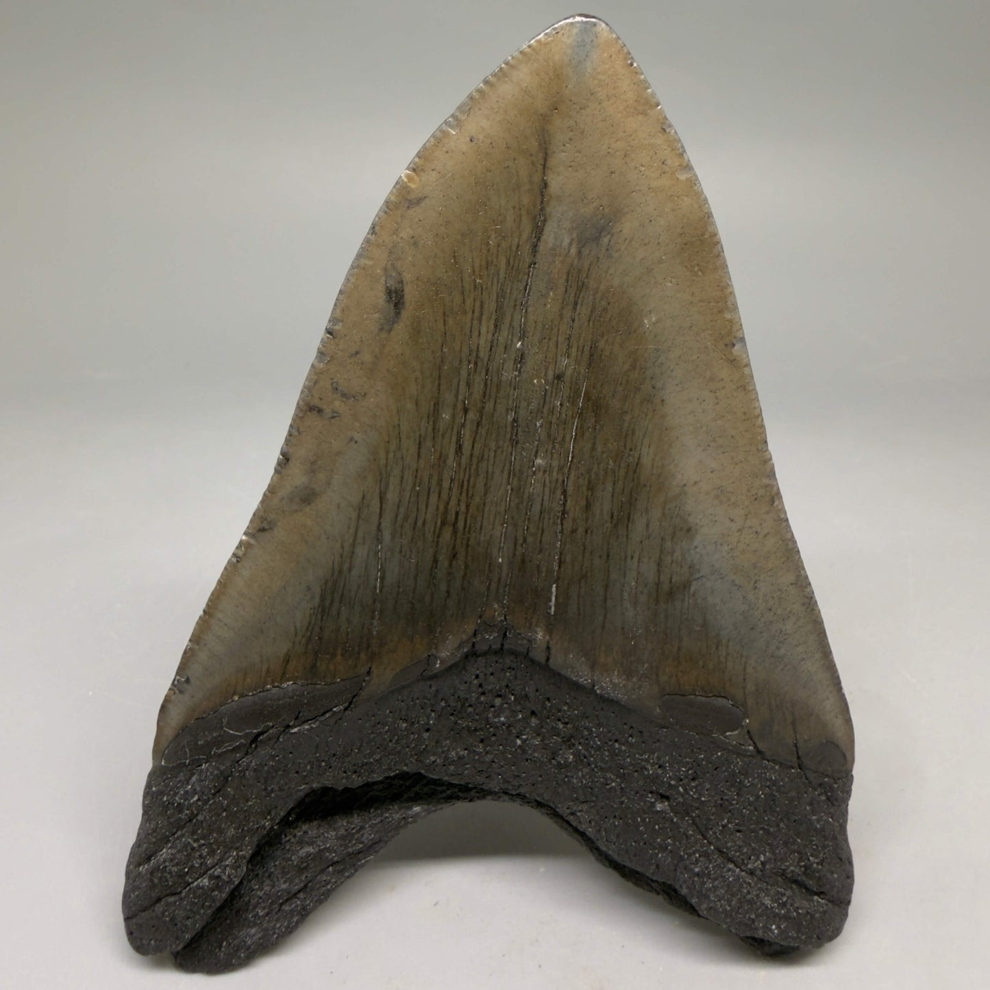 Back View Very colorful heart-shaped 4.13" Megalodon Tooth from South Carolina megalodonteeth.com CM6666