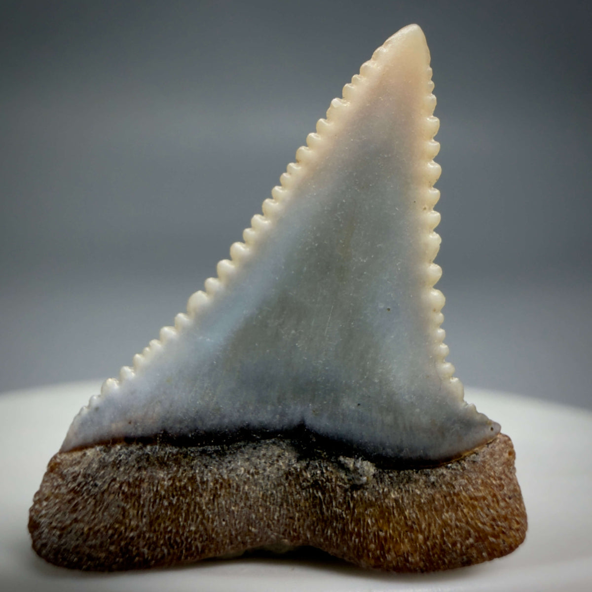 Back View Very colorful, sharply serrated 1.09" long Fossil Great White Tooth from the deserts of Peru megalodonteeth.com GW1373
