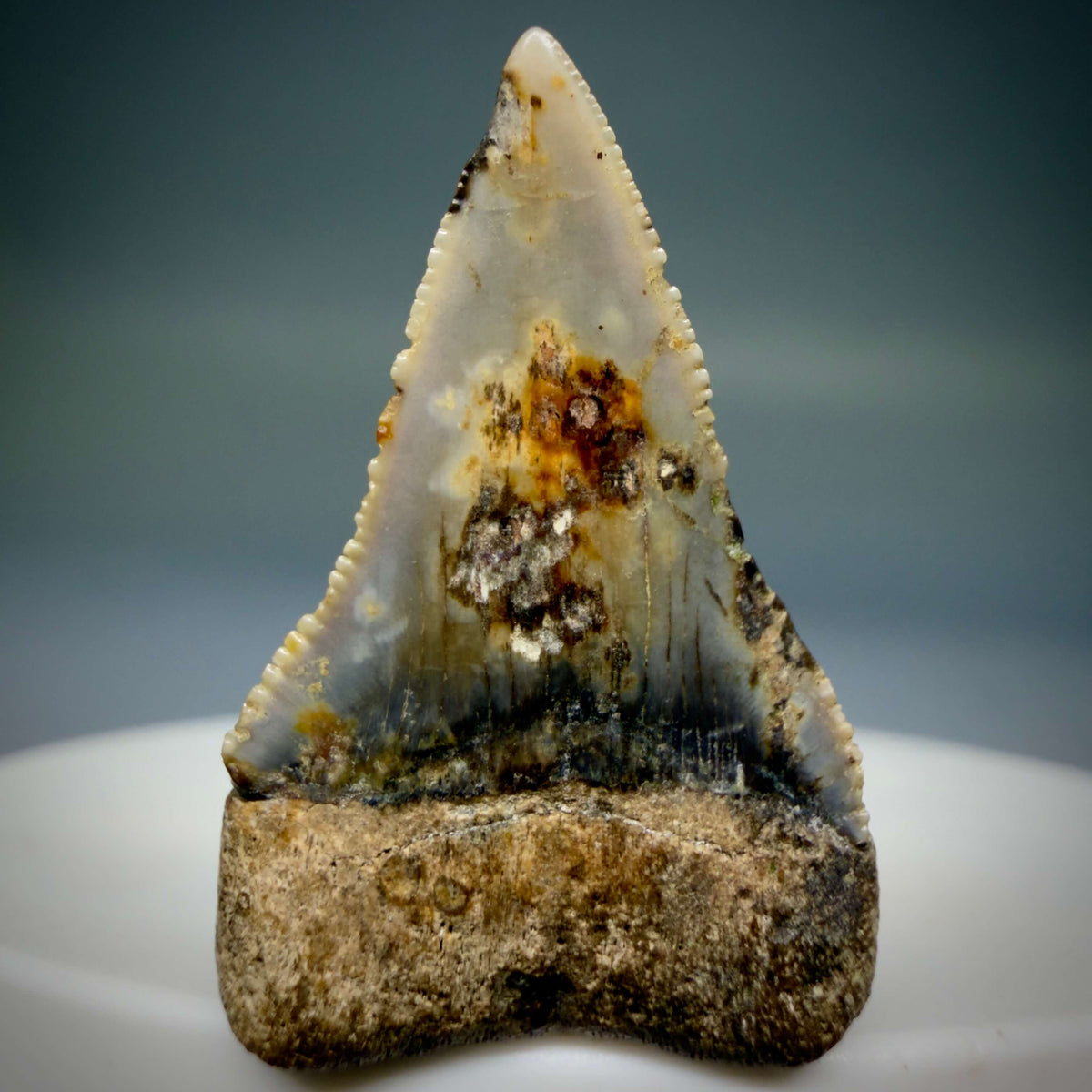 Back View Very rare, colorful 1.09" Fossil Glyphis glyphis - Speartooth Shark Tooth from Banten, Indonesia megalodonteeth.com R662