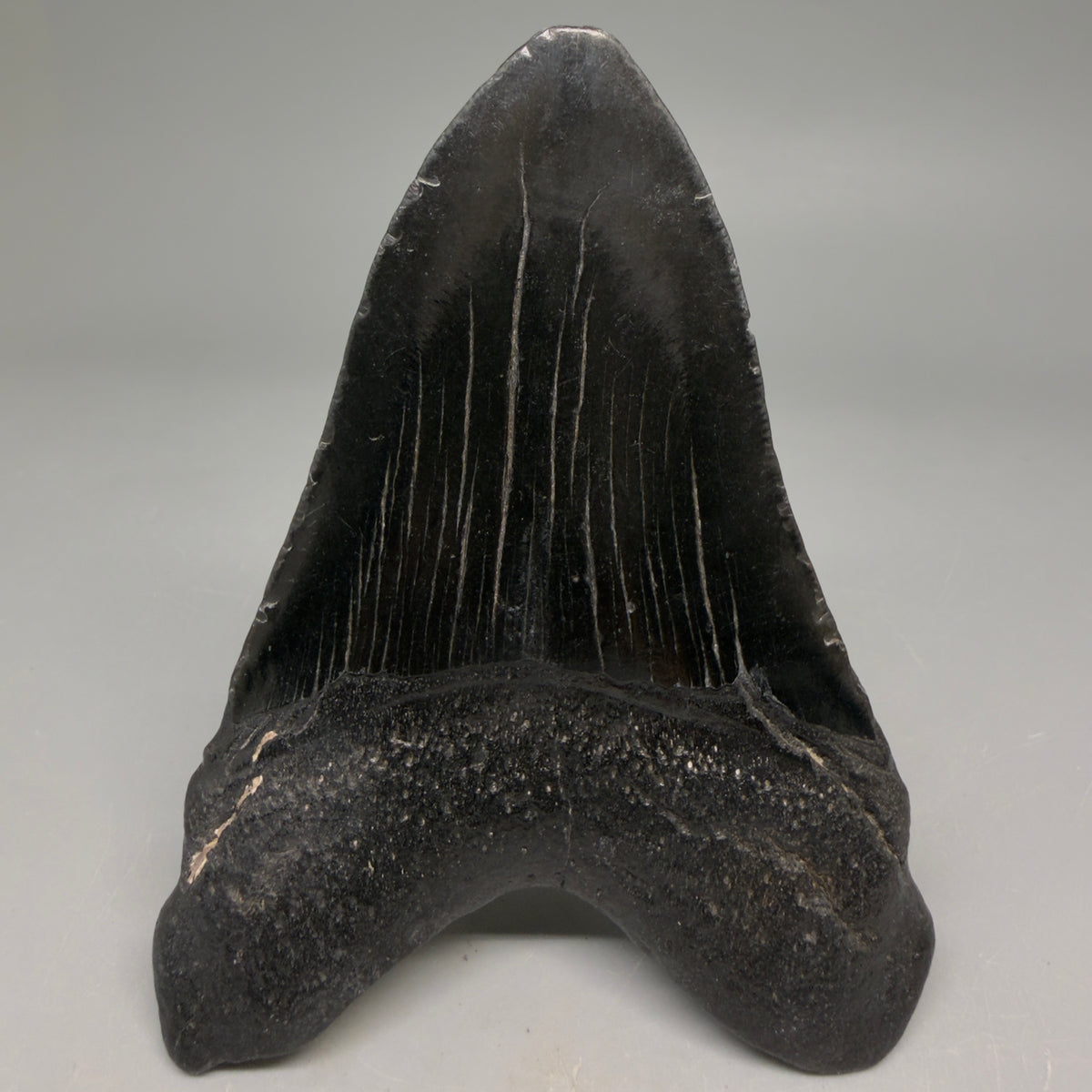 Back View colors 4.13" Megalodon Tooth from South Carolina megalodonteeth.com CM6583