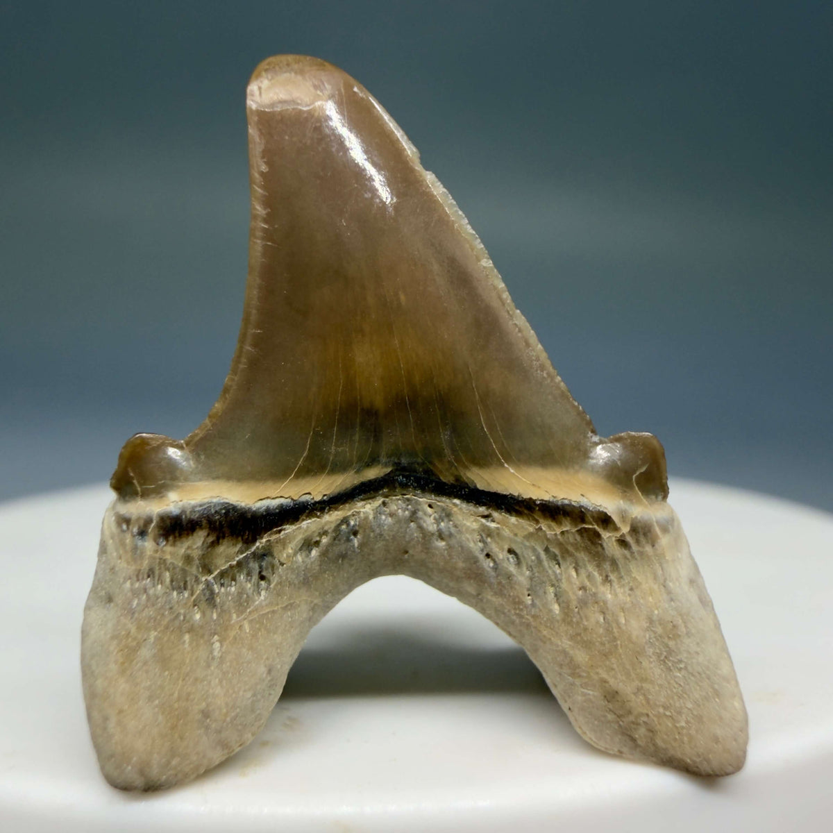 Back view Rare 1.08" Fossil Parotodus mangyshlakensis Fossil Tooth from Kazakhstan megalodonteeth.com R656