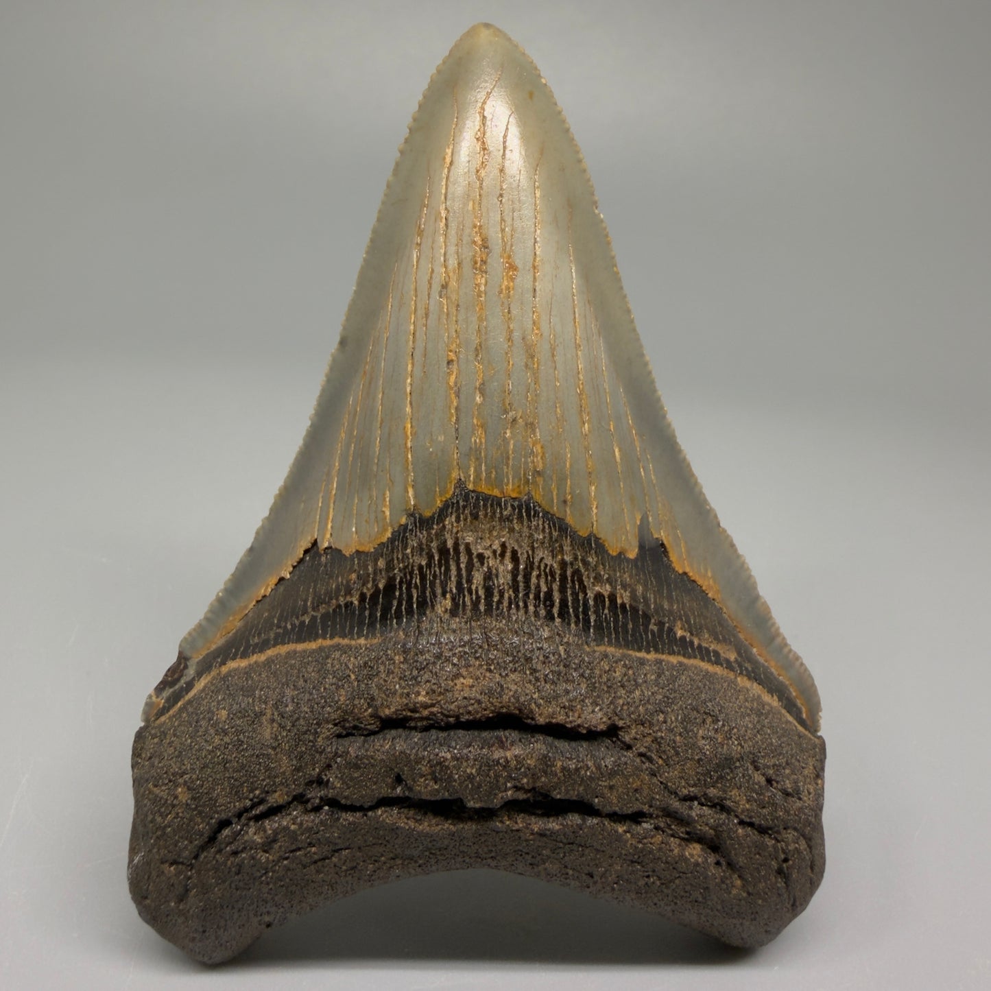 Colorful lower 3.68" Fossil Megalodon Tooth from North Carolina CM5396 - Front