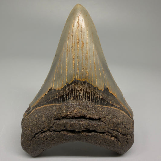 Colorful lower 3.68" Fossil Megalodon Tooth from North Carolina CM5396 - Front