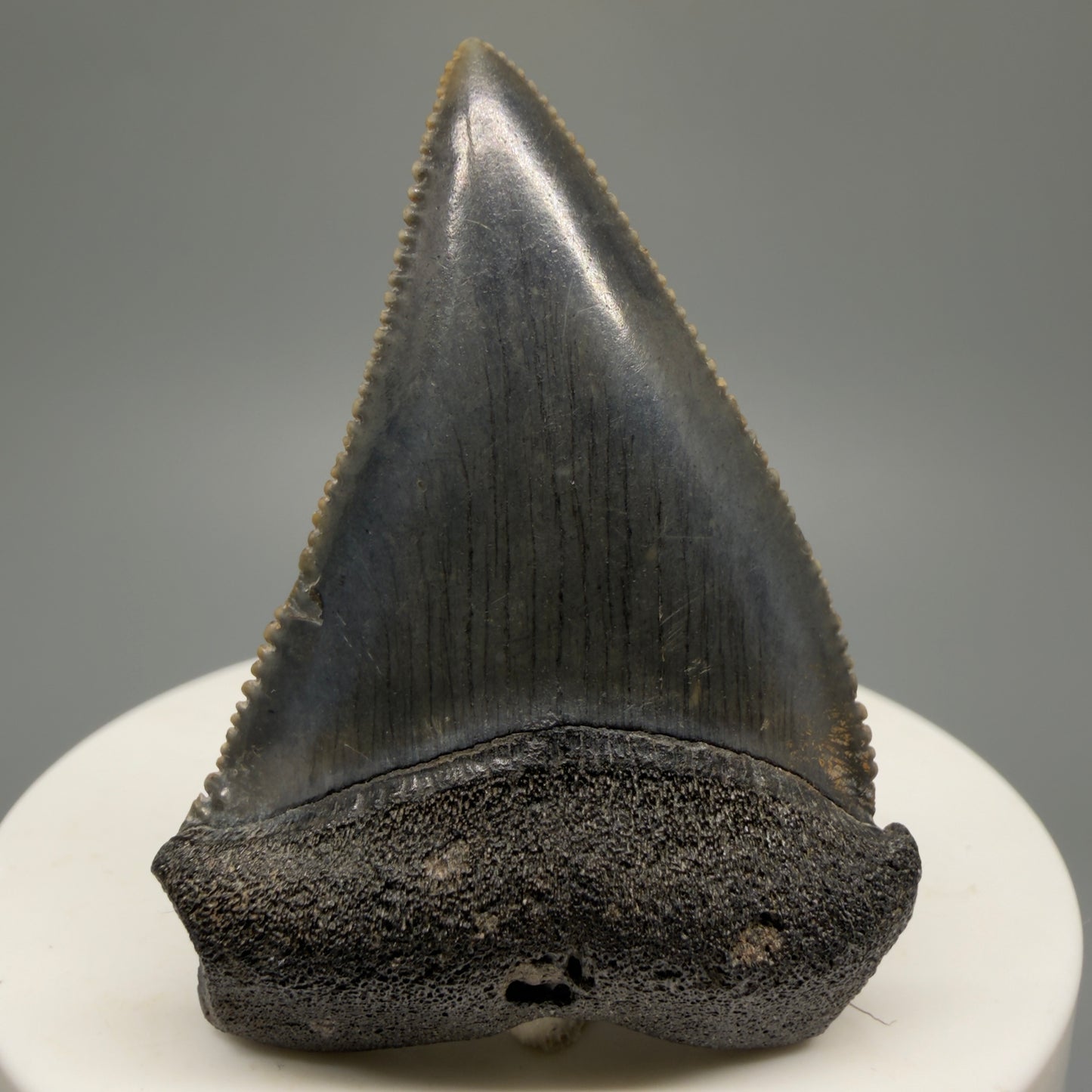 Colorful, sharply serrated 2.04" Fossil Great White Shark Tooth - South Carolina GW1230 - Front
