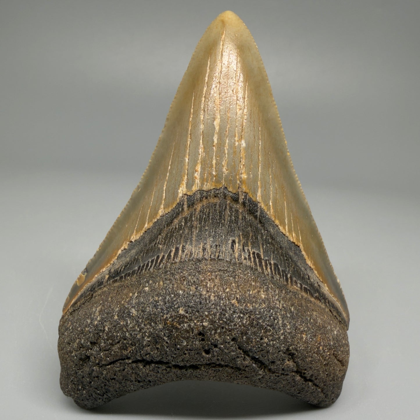 Front View 3.11″ Authentic Megalodon Tooth from Offshore North Carolina CM5393