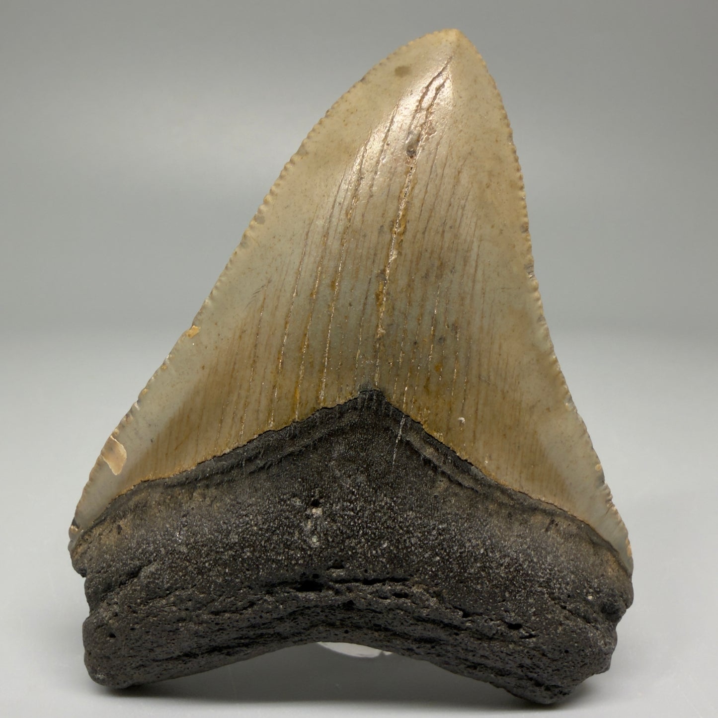 Front View 3.12″ Authentic Megalodon Tooth from Offshore North Carolina CM5381