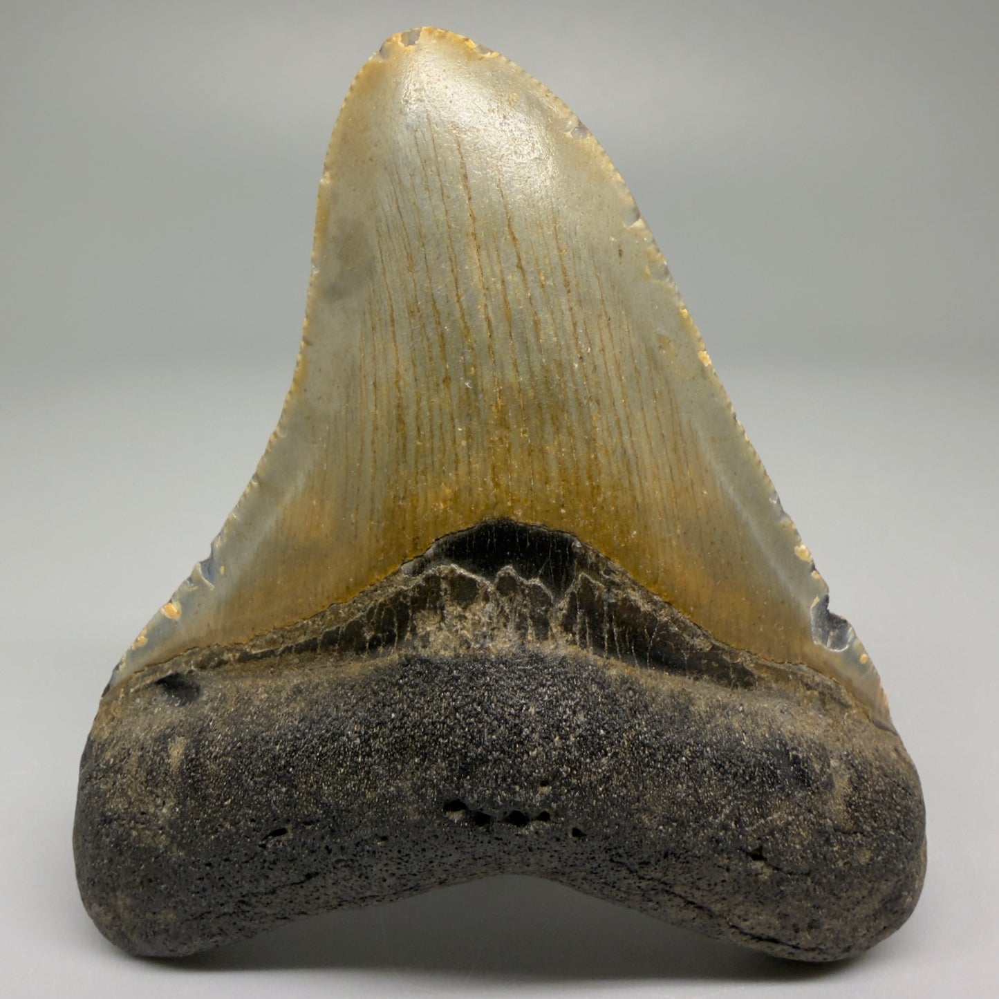 Front View 3.17″ Authentic Megalodon Tooth from Offshore North Carolina CM5382