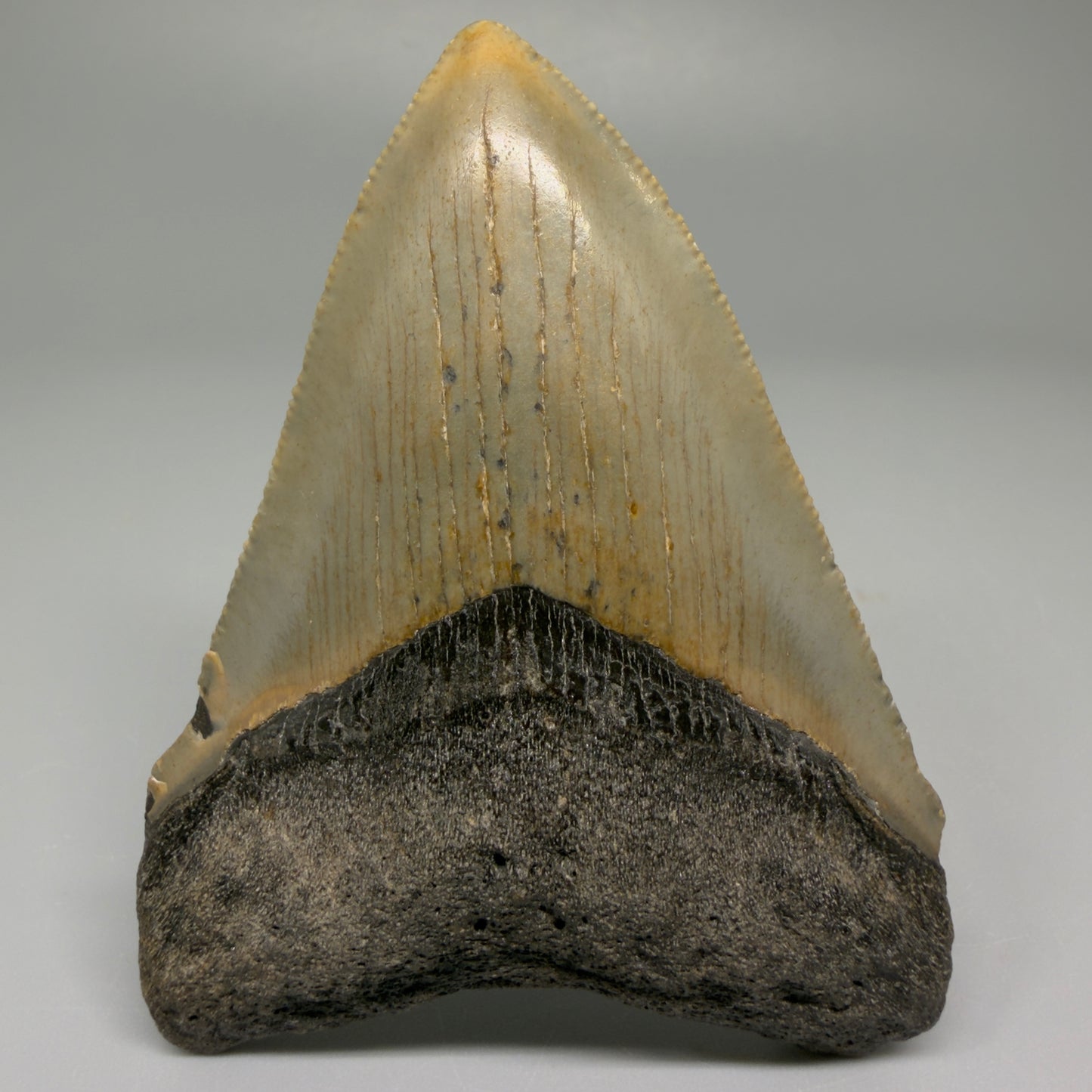 Front View 3.28″ Authentic Megalodon Tooth from Offshore North Carolina CM5383