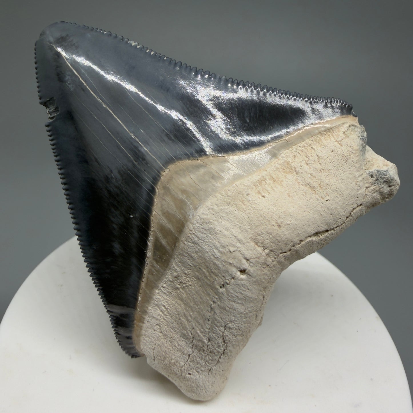 Gorgeous Colors 2.43" Fossil Megalodon Shark Tooth - Bone Valley, Florida CM5344 - Front