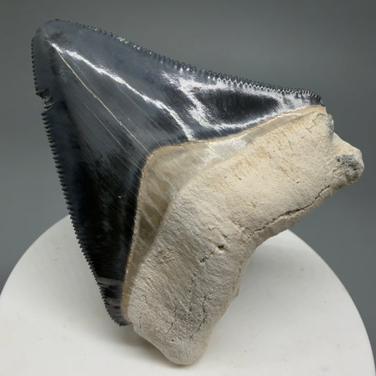 Gorgeous Colors 2.43" Fossil Megalodon Shark Tooth - Bone Valley, Florida CM5344 - Front