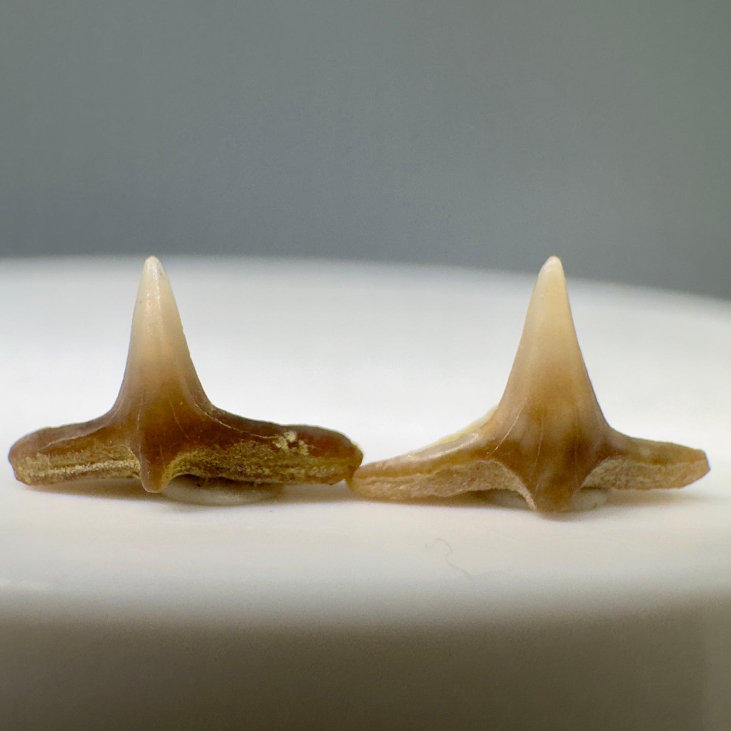 Squatina lericheii - Angel Shark Teeth - Kern Co. - Bakersfield, CA - Back