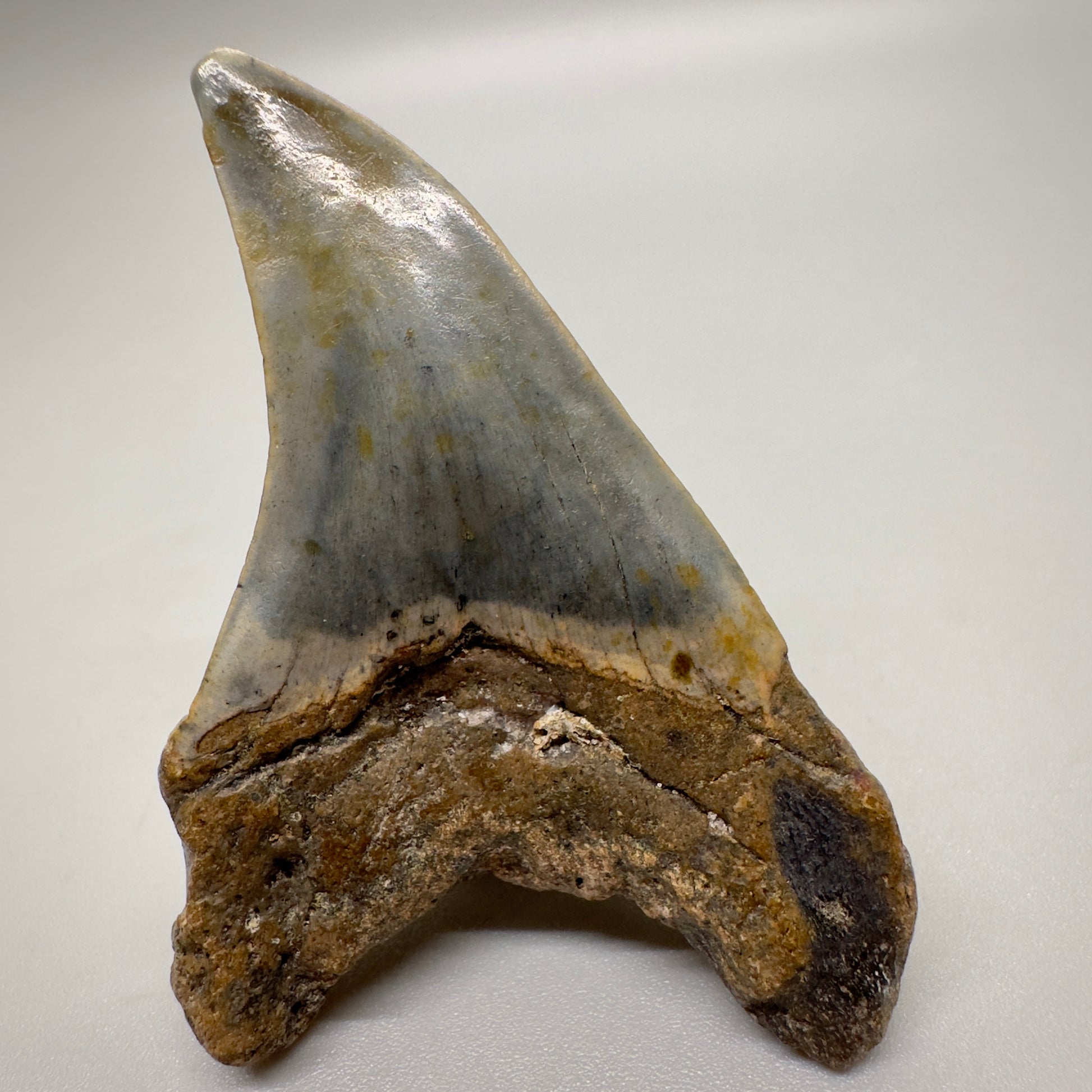 2.33 inches Paratodus benedeni fossil shark tooth from Wilmington North Carolina R500 back
