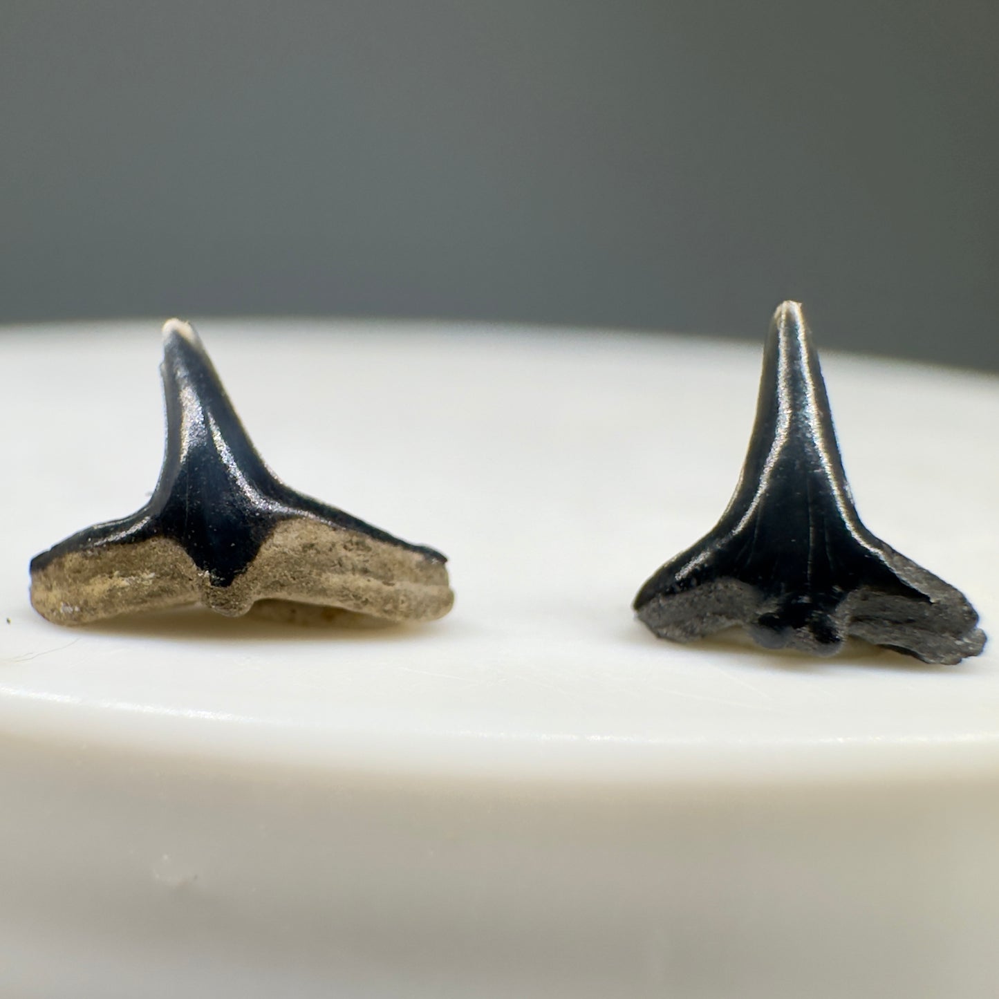 Squatina prima - Extinct Angel Shark Teeth - New Bern, NC - Back