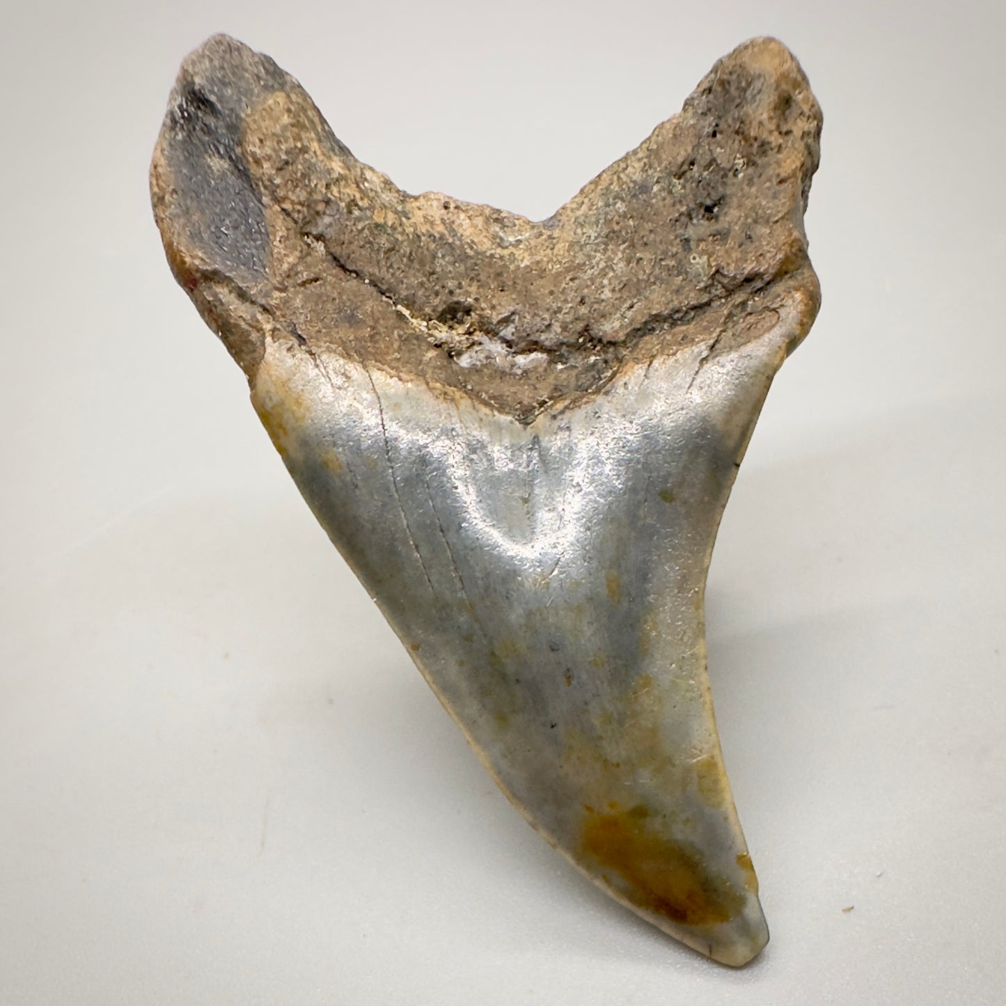 2.33 inches Paratodus benedeni fossil shark tooth from Wilmington North Carolina R500 back down