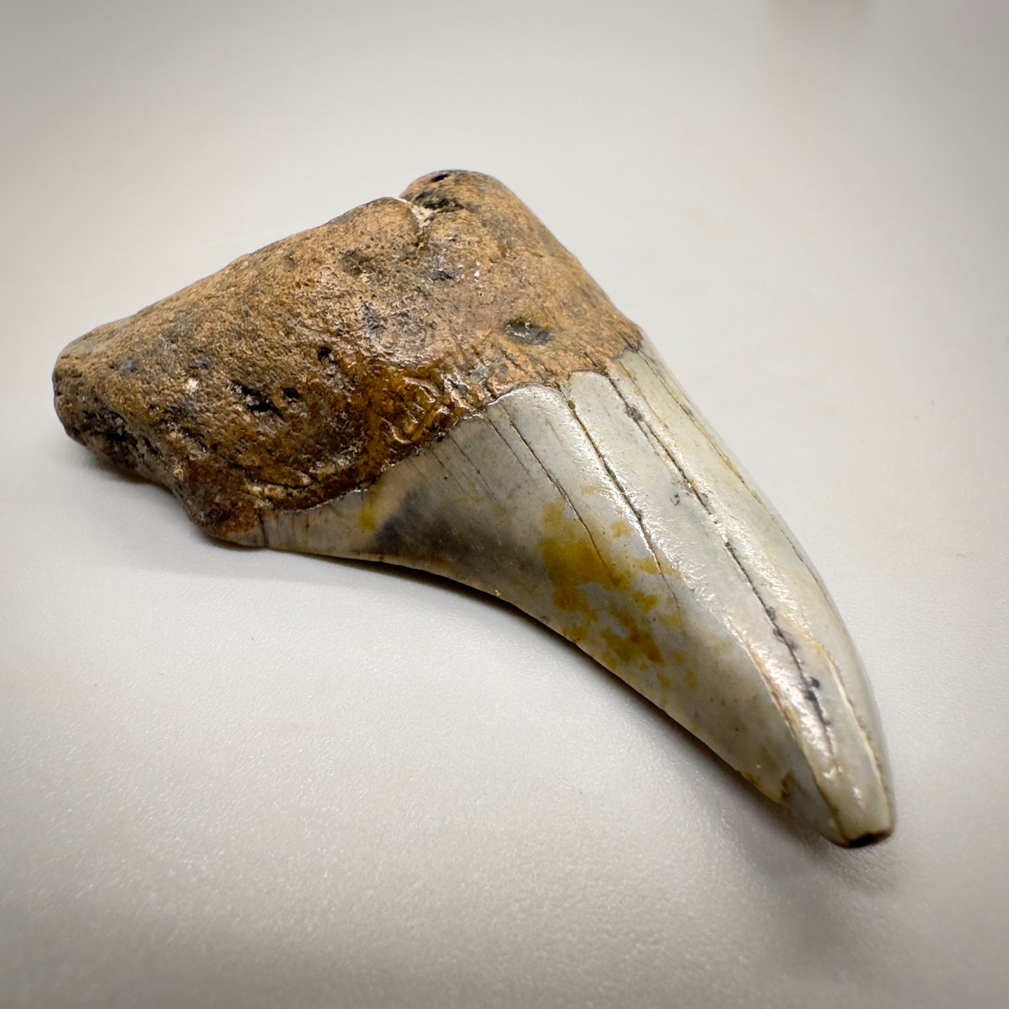2.33 inches Paratodus benedeni fossil shark tooth from Wilmington North Carolina R500 front left