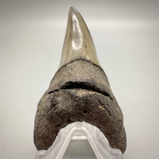 2.38 inches Parotodus benedeni fossil shark tooth from Southeast, USA R501 front