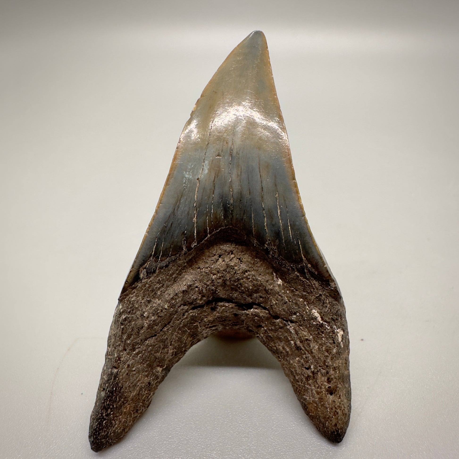 2.38 inches Parotodus benedeni fossil shark tooth from Southeast, USA R501 back