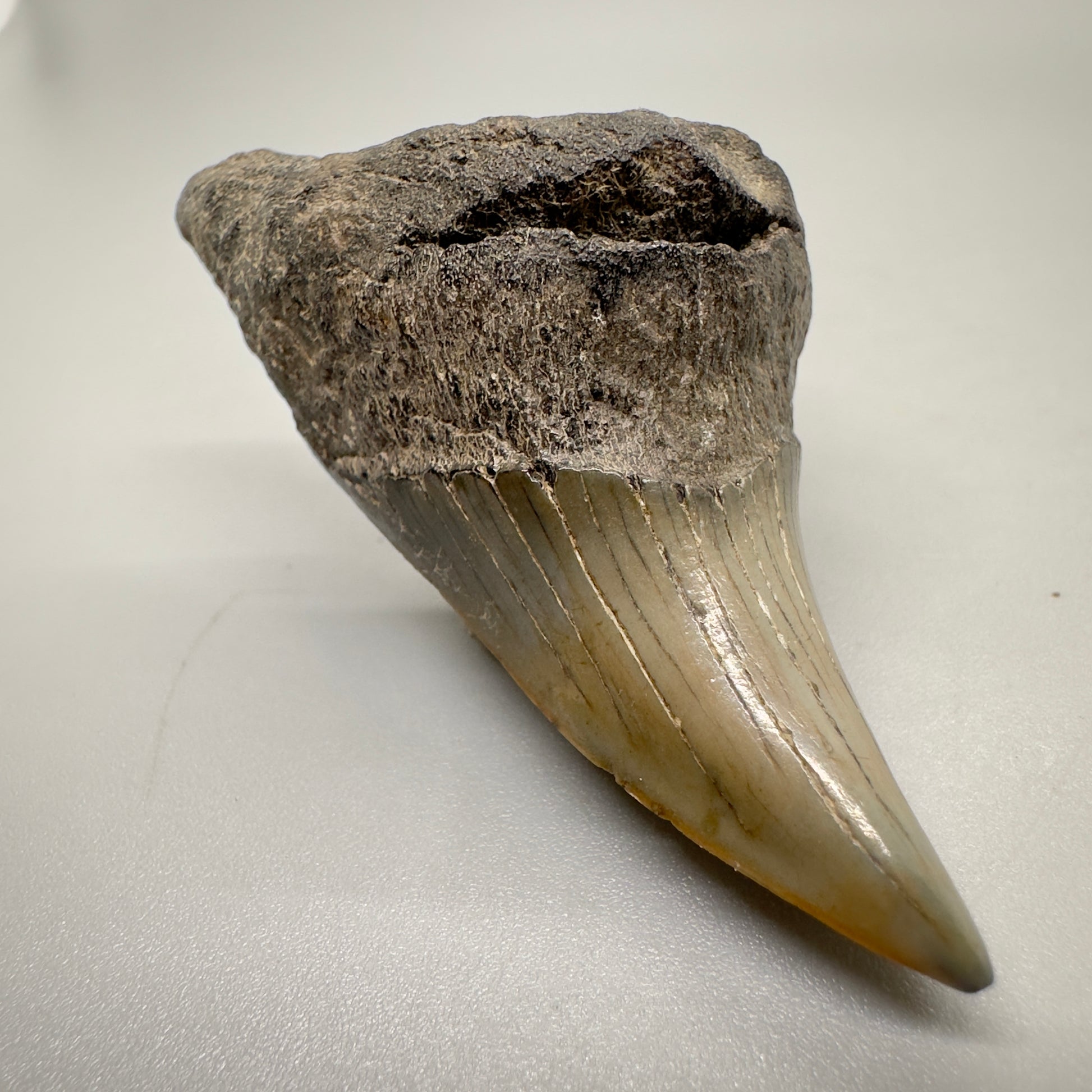2.38 inches Parotodus benedeni fossil shark tooth from Southeast, USA R501 front left