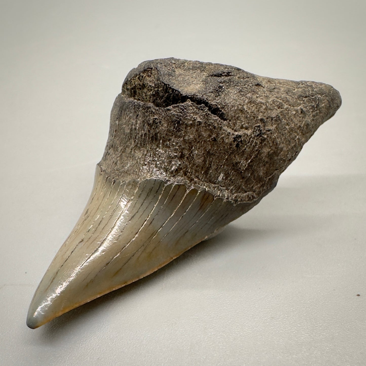 2.38 inches Parotodus benedeni fossil shark tooth from Southeast, USA R501 front right